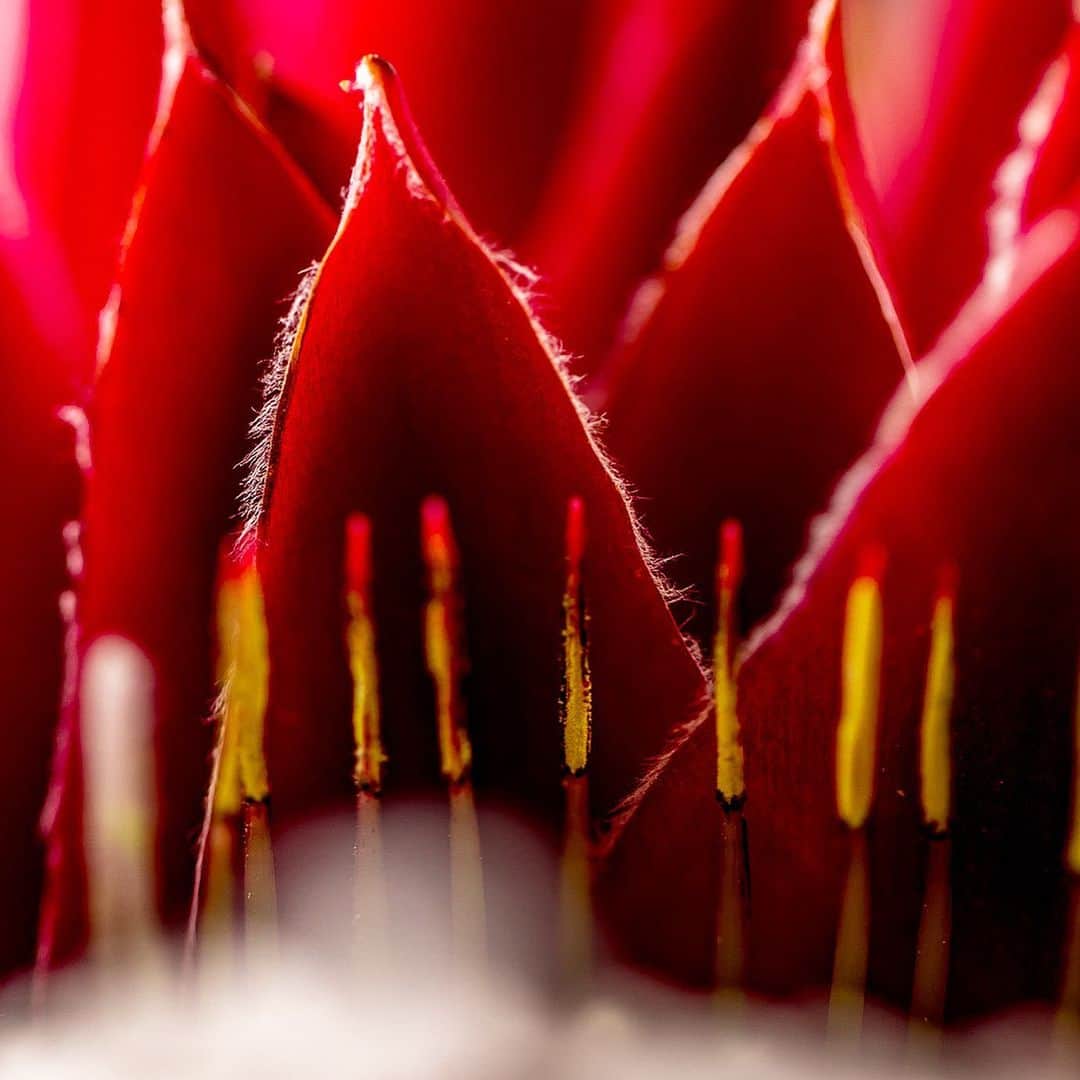 ニコライ・バーグマン・フラワーズ＆デザインさんのインスタグラム写真 - (ニコライ・バーグマン・フラワーズ＆デザインInstagram)「Modified King Protea ❤️#kingprotea #nicolaibergmann #ニコライバーグマン」11月12日 15時18分 - nicolaibergmann