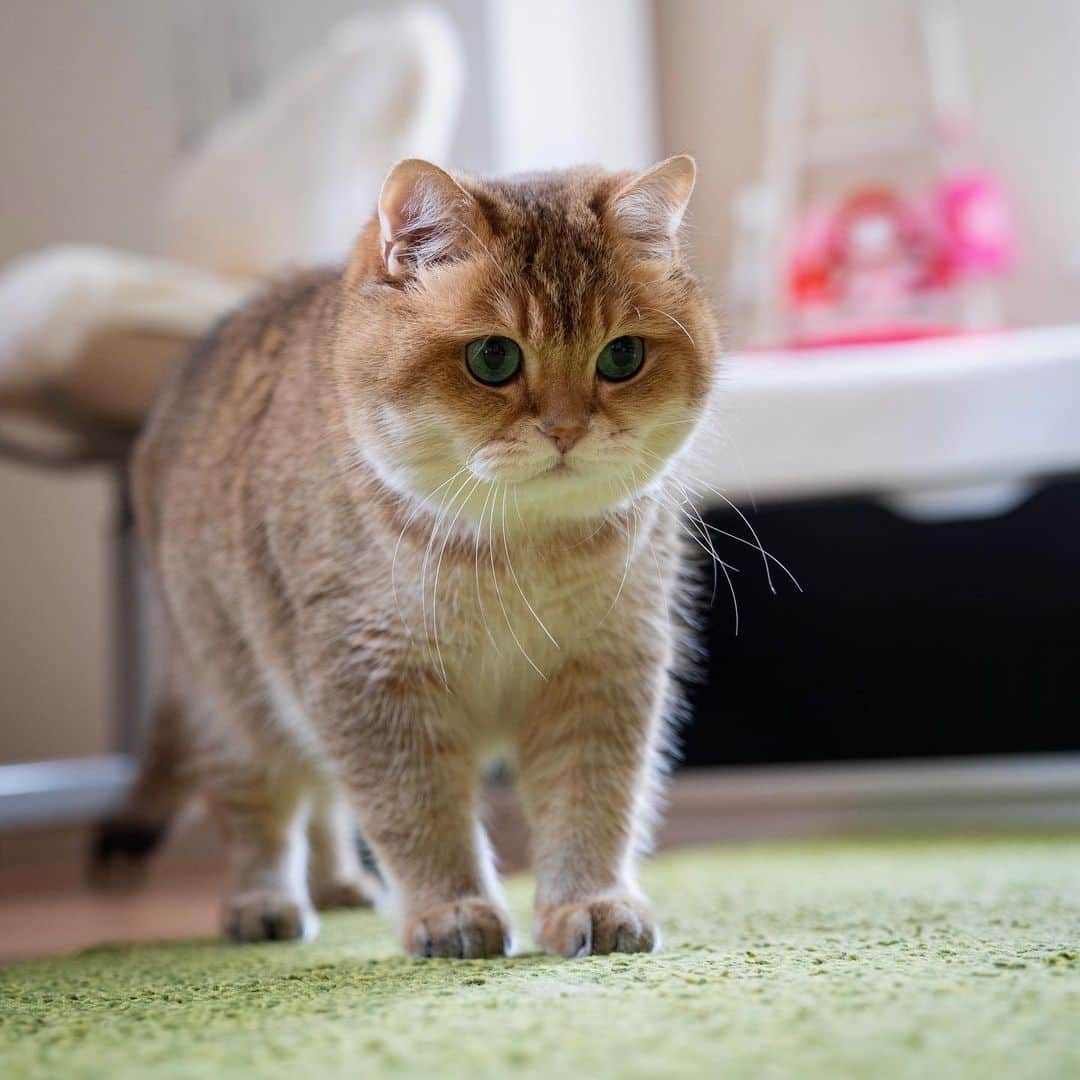 Hosicoさんのインスタグラム写真 - (HosicoInstagram)「Detective Hosico is following the trail 🕵️‍♂️」11月12日 15時41分 - hosico_cat