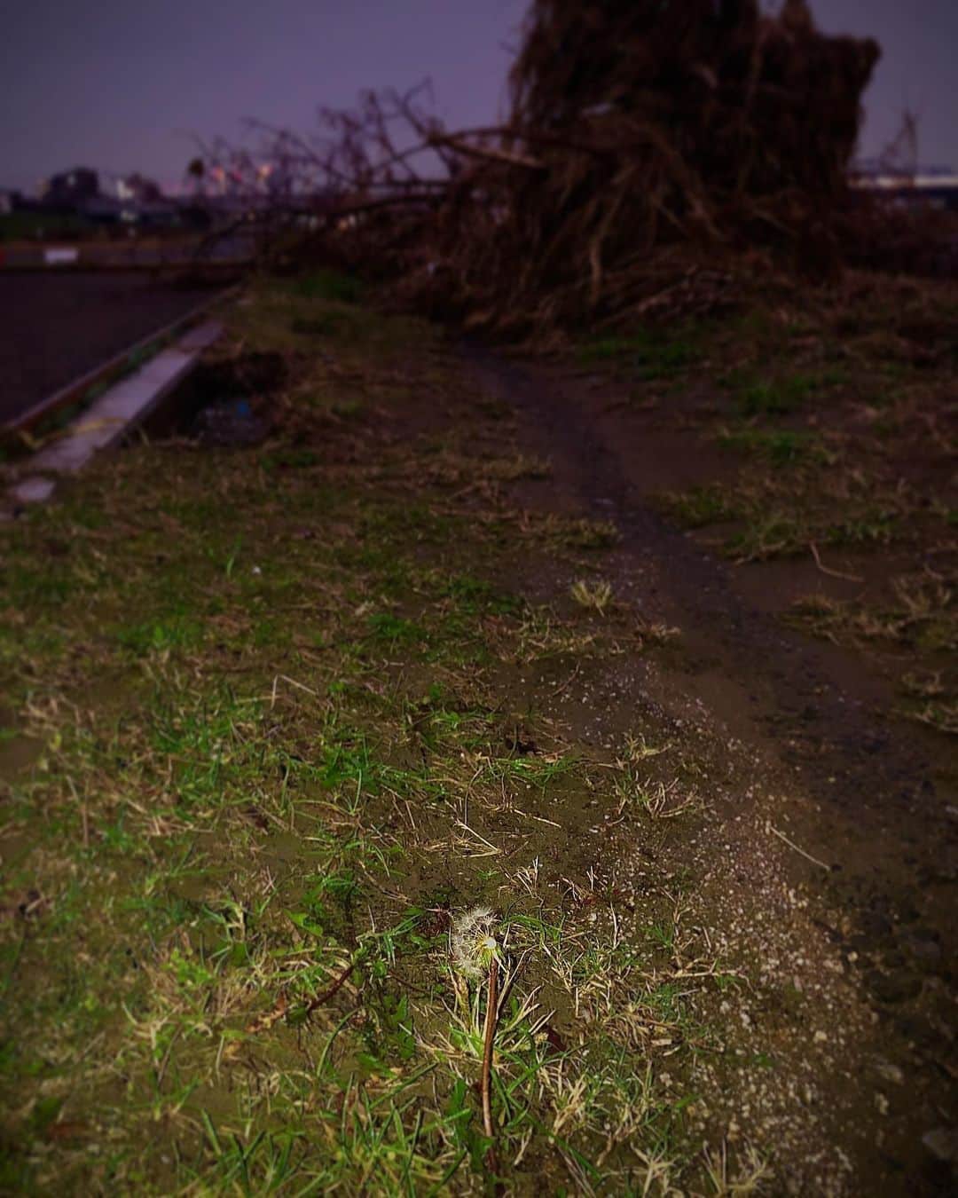 DJ mariennuのインスタグラム：「この前多摩川に行って撮ってきた写真、 気に入ってる。」