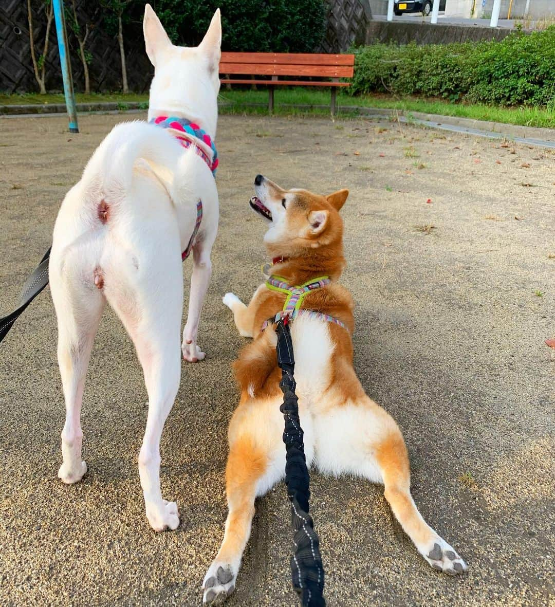 柴犬ハル&保護犬すずさんのインスタグラム写真 - (柴犬ハル&保護犬すずInstagram)「🐕❤️🐐 . ハルはいつまでも すずのことをこんな目で 見守ってるよ🥰❤️ . #愛です #人間も見習わなきゃいけないです #すずは猫を見てる笑笑 #どこかに猫がいるんです . #柴犬#柴#kagoshima#dog#puppy#shibainu#shibastagram#いぬバカ部#family#鹿児島#赤柴#雑種#天文館#日本犬#保護犬を家族に#保護犬#元保護犬#姉妹」11月12日 16時04分 - haruharu040777