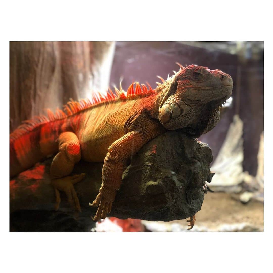 愛加あゆさんのインスタグラム写真 - (愛加あゆInstagram)「恐竜みたいだなぁ〜。 背中の部分、なんか触りたい。 #品川水族館 #恐竜 #愛加あゆ」11月12日 16時14分 - manaka_ayu