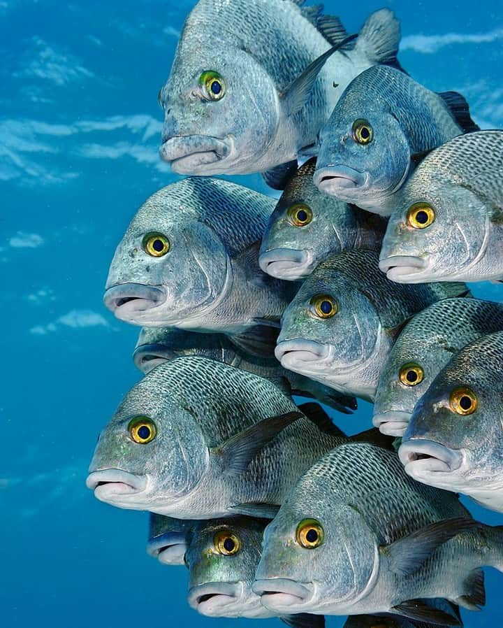 ナショナルジオグラフィックさんのインスタグラム写真 - (ナショナルジオグラフィックInstagram)「Photo by Brian Skerry @brianskerry | Looking slightly wary of the photographer, a school of black margate fish drift in the water column within the Hol Chan Marine Reserve, in Belize. This protected area, located off Ambergris Caye, was created in 1987, and has allowed marine life and ecosystems to thrive. Researchers report that at least 30% of Earth’s oceans must be protected in order to have a healthy planet, yet today only about 3% has been conserved. The ocean is the greatest carbon sink on Earth, taking in carbon and giving back oxygen. But as fish are removed in alarming numbers, habitats are destroyed and increased amounts of carbon from fossil fuels are turning seawater acidic. As a result, the ocean loses its ability to function efficiently. Creating more marine protected areas is not only good for fish, but for all life on Earth. To learn more about ocean exploration follow @BrianSkerry. #belize #mesoamericanreef #marineprotectedareas」11月12日 16時39分 - natgeo