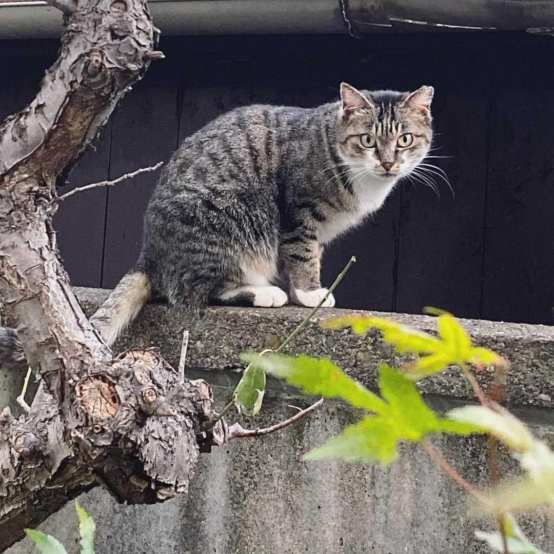 山田稔明さんのインスタグラム写真 - (山田稔明Instagram)「チミママがうちに通ってくるようになって５年。付き合いの長さはポチ実とほぼ同じ。ママンはいつもかっこよくて美しい。 #チミママ」11月12日 16時35分 - toshiakiyamada