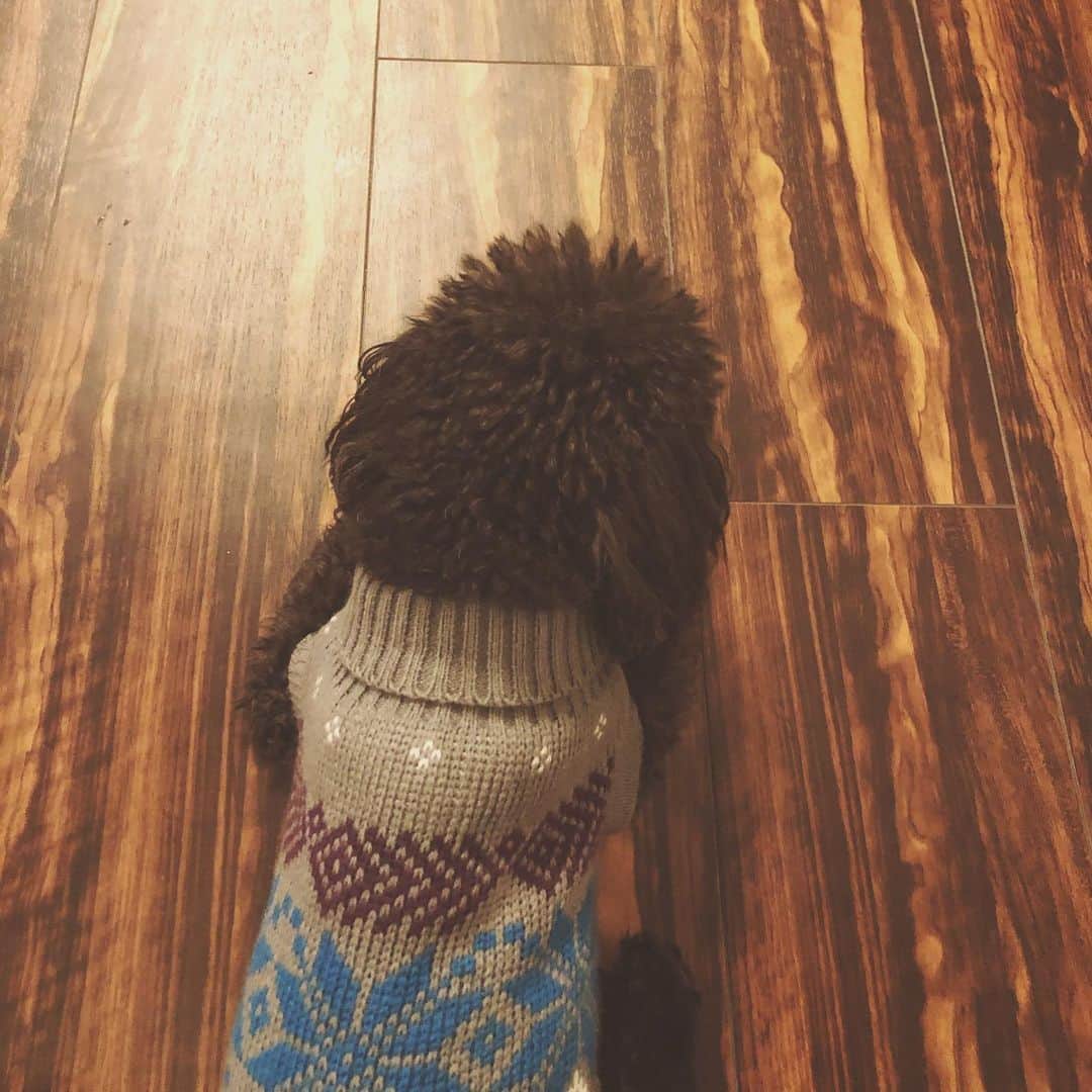 木村真野さんのインスタグラム写真 - (木村真野Instagram)「寒くなってきたからセーターはぢめました。せーたー🧶 #dog #toypoodle #love #ume #winter」11月12日 17時23分 - mayakimura5