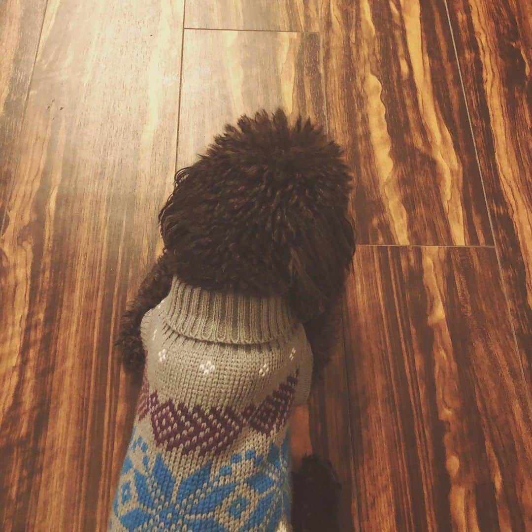 木村真野のインスタグラム：「寒くなってきたからセーターはぢめました。せーたー🧶 #dog #toypoodle #love #ume #winter」