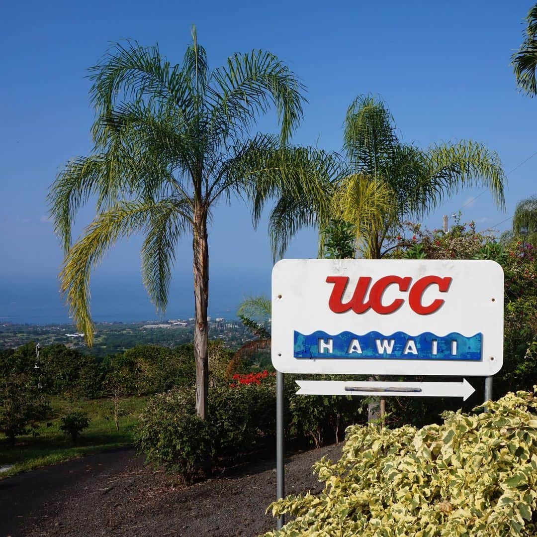 UCC上島珈琲さんのインスタグラム写真 - (UCC上島珈琲Instagram)「. ／﻿ コナコーヒーカルチュラルフェスティバル開催🎊﻿ ＼﻿ ﻿ ハワイでもっとも歴史のあるフードイベント﻿ 「コナコーヒー・カルチュラル・フェスティバル」が、11/1～10に開催されました😊🏝﻿ ﻿ ﻿ UCCハワイは、「ミス・コナコーヒーコンテスト」「ピッキング&ファームエクスペリエンス」「カッピングコンテスト」の３つのイベントのスポンサーをさせていただいています☕﻿ ﻿ ﻿ 「ピッキング&ファームエクスペリエンス」では、100名以上の方にご参加いただき、手摘みの大変さ、コナコーヒーの持つ付加価値やおいしさの理由を感じていただきました🙌﻿ ﻿ #ハワイ﻿ #Hawaii﻿ #kona﻿ #UCCハワイ﻿ #UCCHawaii﻿ #コナコーヒー﻿ #konacoffee﻿ #コナコーヒーカルチュラルフェスティバル﻿ #KonaCoffeeCulturalFestival﻿ #bigisland﻿ #holualoa﻿ #misskonacoffee﻿ #alohatheater﻿ #Cuppingcontest﻿ #coffeepicking﻿ #coffeeestate﻿ #コーヒー﻿ #コーヒー好きな人と繋がりたい﻿ #コーヒー大好き﻿ #コーヒー巡り﻿ #コーヒー豆﻿ #コーヒー部﻿ #coffeetime﻿ #coffeelover﻿ #coffeegram﻿ #ucc﻿ #ucc上島珈琲﻿ #uccコーヒー﻿」11月12日 17時18分 - uccueshimacoffee