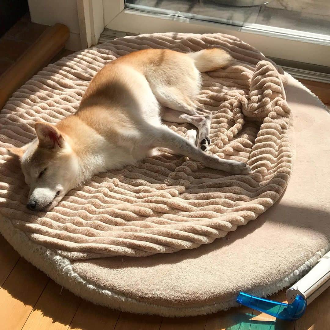 柴犬リリコさんのインスタグラム写真 - (柴犬リリコInstagram)「陽だまりハンターは本日もぬかりなく、ベストポジションを求め家の中を彷徨っています😂 #陽だまりハンター #日向ぼっこ  #日光浴 #sunbathing」11月12日 17時30分 - ke_rock_
