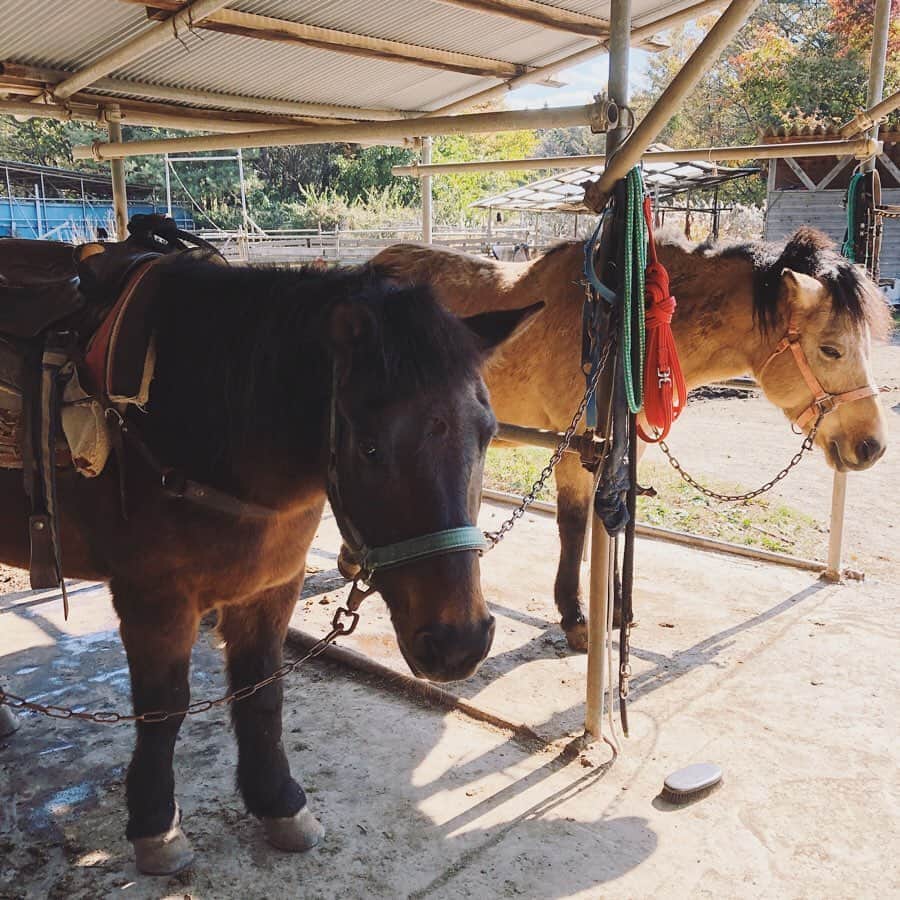 のインスタグラム：「今回乗った木曽馬さん、性格も優しくて、足が短くて可愛かった🐴  ストーリーズでもけっこう聞かれたのですが、ひとつ前の投稿で着ていたBarbourは、私のはキッズの大きいサイズの黒です🐴  一応お街用として買ったのですが乗馬の時に着てたらけっこう汚れてきたので、もはや乗馬用と化してます。。グリーンも欲しい気がしてきました🦖  今出てる2ndのBarbour特集で着てたのもそれです。私だけなんか汚いんですがそういうことです。笑  #Barbour」