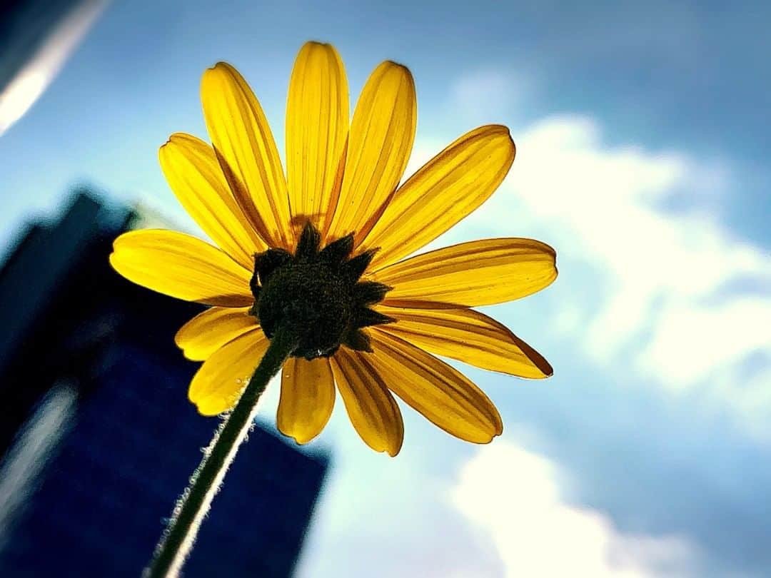 みどりで、つながる GreenSnapさんのインスタグラム写真 - (みどりで、つながる GreenSnapInstagram)「🌱GreenSnapが紹介する今日のお花🌱  毎日１つ今日のお花を紹介しています！今日は「ユーリオプスデージー」アプリからもっといろんなお花が見れます☺️☘ 「barbossa バルボッサ」さんの投稿 #greensnap #アプリ #花 #flower #flowers #黄色  #今日のお花 #ユーリオプスデージー #かわいい #フォロー #follow」11月12日 18時21分 - greensnap.jp