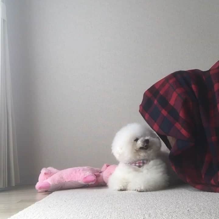ゆうのインスタグラム：「. . たまには私だって アーニーさんに甘えたい🐶✨ . 相手してくれないから フゥ〜🌬ってしちゃう。 . . #定期的にあらわれる #ふぅ〜怪獣 #そして逃げられる . . .」