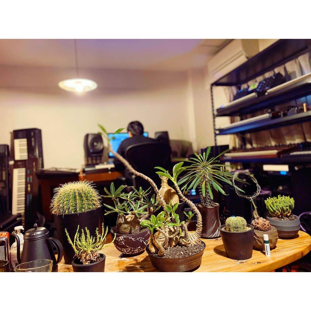 内田朝陽さんのインスタグラム写真 - (内田朝陽Instagram)「コータロー君 @kotaro_saito のスタジオで、 @aneaken さんチョイスのボタニカルに囲まれてストリングスアレンジ作業  気持ち良い  早く孝之の歌を録りたいやーつ  #music #daw #botanical #pachypodium #caudex #studio #パキポディウム #コーデックス　#作曲　#アレンジ　#シンセ　#synthesizer」11月12日 18時46分 - asahi_uchida