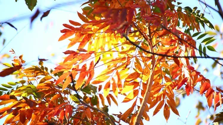 八芳園さんのインスタグラム写真 - (八芳園Instagram)「. . 傾いた日差しが、 色づき始めた葉の輪郭をなぞる午後。  なめらかな光のなか、 穏やかな時間が流れています。  徐々に秋めいていく庭園。  季節の移ろいを探しながら、 ゆっくりと散策してみてください。  #八芳園 #庭園 #ライトアップ #紅葉 #紅葉狩り #紅葉デート #秋 #日本庭園 #寿司 #カフェ #料亭 #結婚式 #パーティ #東京 #白金台 #高輪 #品川 #happoen #japaneseculture #sushi #party  #wedding #japanesegarden #momiji #garden #tokyo」11月12日 19時09分 - happoen