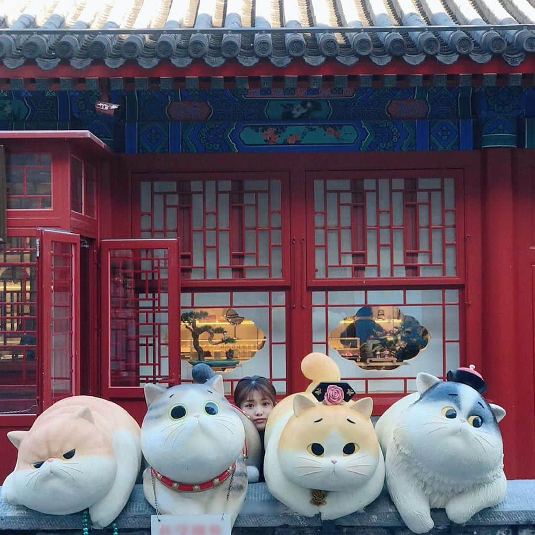 松村沙友理さんのインスタグラム写真 - (松村沙友理Instagram)「猫ちゃんにまぜてもらいました。  #北京 #観光 #猫 #おとぼけ顔 #猫ちゃん上手 #もふもふ #ではなく #かちかち」11月12日 19時10分 - matsumura_sayuri_official