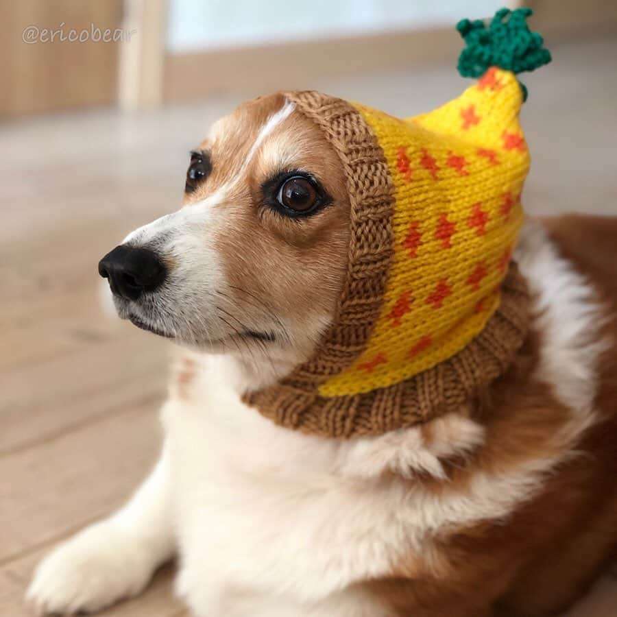 ericoさんのインスタグラム写真 - (ericoInstagram)「✩ 力丸コレクション2019冬 な件 ✩ 🐶I pretended to be a strawberry and a pineapple🍍🍓✨😂 ✩ #フルーツな俺 #パイナップルな俺🍍 #いちごな俺🍓 #マッチ買ってくださいじゃないぜ #赤ずきんじゃないぜ #今年の冬 #母は帽子を編むのにハマってます ✩  #それいけ力丸くん #コーギー  #犬のいる暮らし #手編み #手編み帽子 #handknit #犬の帽子 #handknitting #pembrokewelshcorgi  #corgistagram #barked #dogsofinstagram #buzzfeed #corgisofinstagram  #dailyfluff #9gag #weeklyfluff #dogstagram」11月12日 19時28分 - ericobear