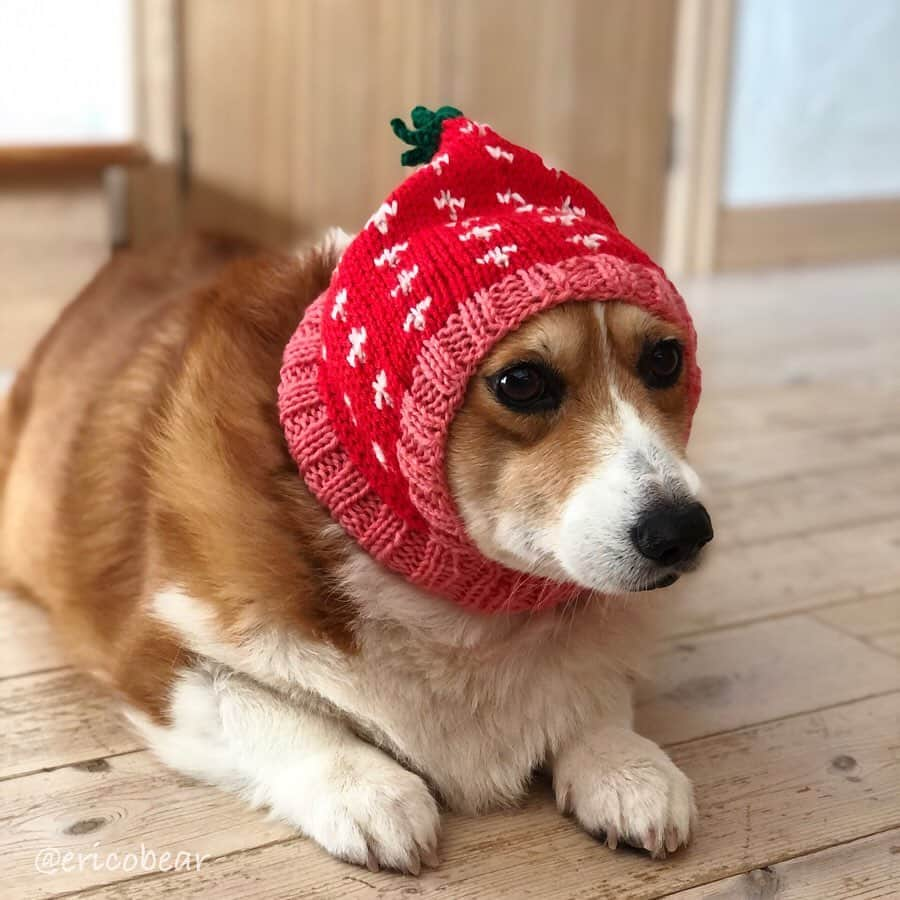 ericoさんのインスタグラム写真 - (ericoInstagram)「✩ 力丸コレクション2019冬 な件 ✩ 🐶I pretended to be a strawberry and a pineapple🍍🍓✨😂 ✩ #フルーツな俺 #パイナップルな俺🍍 #いちごな俺🍓 #マッチ買ってくださいじゃないぜ #赤ずきんじゃないぜ #今年の冬 #母は帽子を編むのにハマってます ✩  #それいけ力丸くん #コーギー  #犬のいる暮らし #手編み #手編み帽子 #handknit #犬の帽子 #handknitting #pembrokewelshcorgi  #corgistagram #barked #dogsofinstagram #buzzfeed #corgisofinstagram  #dailyfluff #9gag #weeklyfluff #dogstagram」11月12日 19時28分 - ericobear