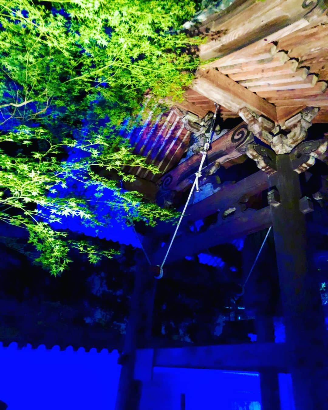 hama_aki_pppさんのインスタグラム写真 - (hama_aki_pppInstagram)「京都市東山区#青蓮院門跡 (スライドして下さい)  Location Kyoto Japan(Swipe)  2019.11.8  OL時代の友人と劇団四季を観に行った後#青蓮院 のライトアップを見に行きました🎵青いライティングが私の好みにドンピシャ💙💙夕飯は懐かしの#いもぼう へ行きました。  #日本の絶景  #日本庭園  #ライトアップ  #おとな旅プレミアム  #そうだ京都行こう  #日本に京都があってよかった  #絶景delic  #はなまっぷ  #じゃらん花畑  #神社仏閣  #寺院仏閣  #japanesegarden  #loves_united_japan  #otonatabi_japan  #earth_superior  #ippawards  #inspring_shot  #japanesetemple #top_favourite_shots  #traveling_garden  #japan_night_view  #青蓮院門跡ライトアップ  #japanesefood」11月13日 6時11分 - hama_aki_ppp