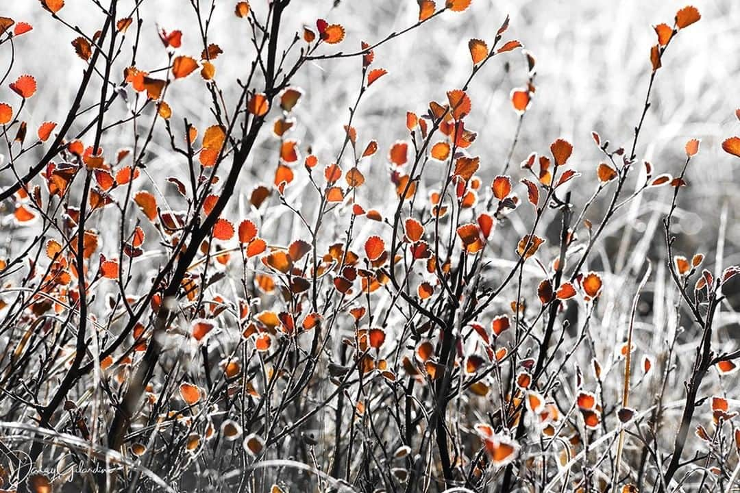 National Geographic Travelさんのインスタグラム写真 - (National Geographic TravelInstagram)「Photo by @daisygilardini | Fall is a time of change. Shorter daylight hours and colder temperatures cause photosynthesis to slow down and eventually stop. When chlorophyll, which makes leaves appear green, breaks down, other pigments take over: carotene (responsible for yellow) and anthocyanin (red). The yellows and reds shine through, giving us one of nature's most beautiful shows. Follow me @DaisyGilardini for more images and stories behind the scenes. #Canada #BanffNationalPark #fallcolor」11月13日 6時10分 - natgeotravel