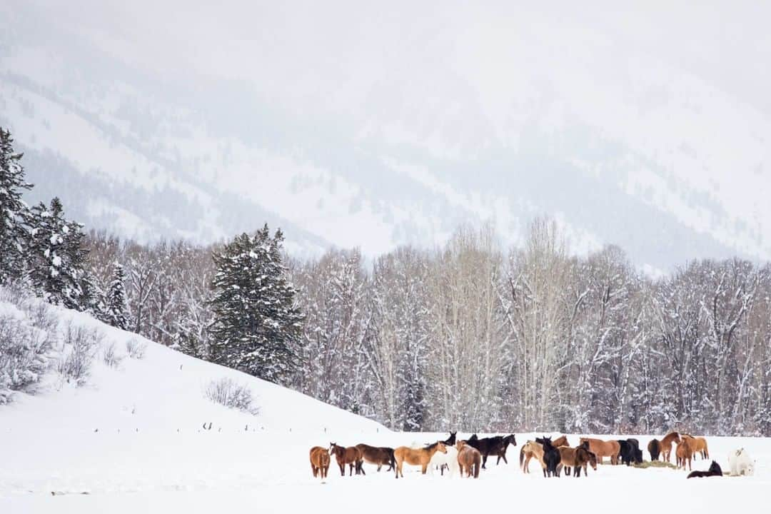 National Geographic Travelさんのインスタグラム写真 - (National Geographic TravelInstagram)「Photo by @Sofia_Jaramillo5 | Horses eat hay in a field near Jackson, Wyoming. Winter is just around the corner and snow is starting to stick to the ground in Wyoming. For more winter photos follow @sofia_jaramillo5. #wyoming #horses #equinelife」11月12日 22時07分 - natgeotravel