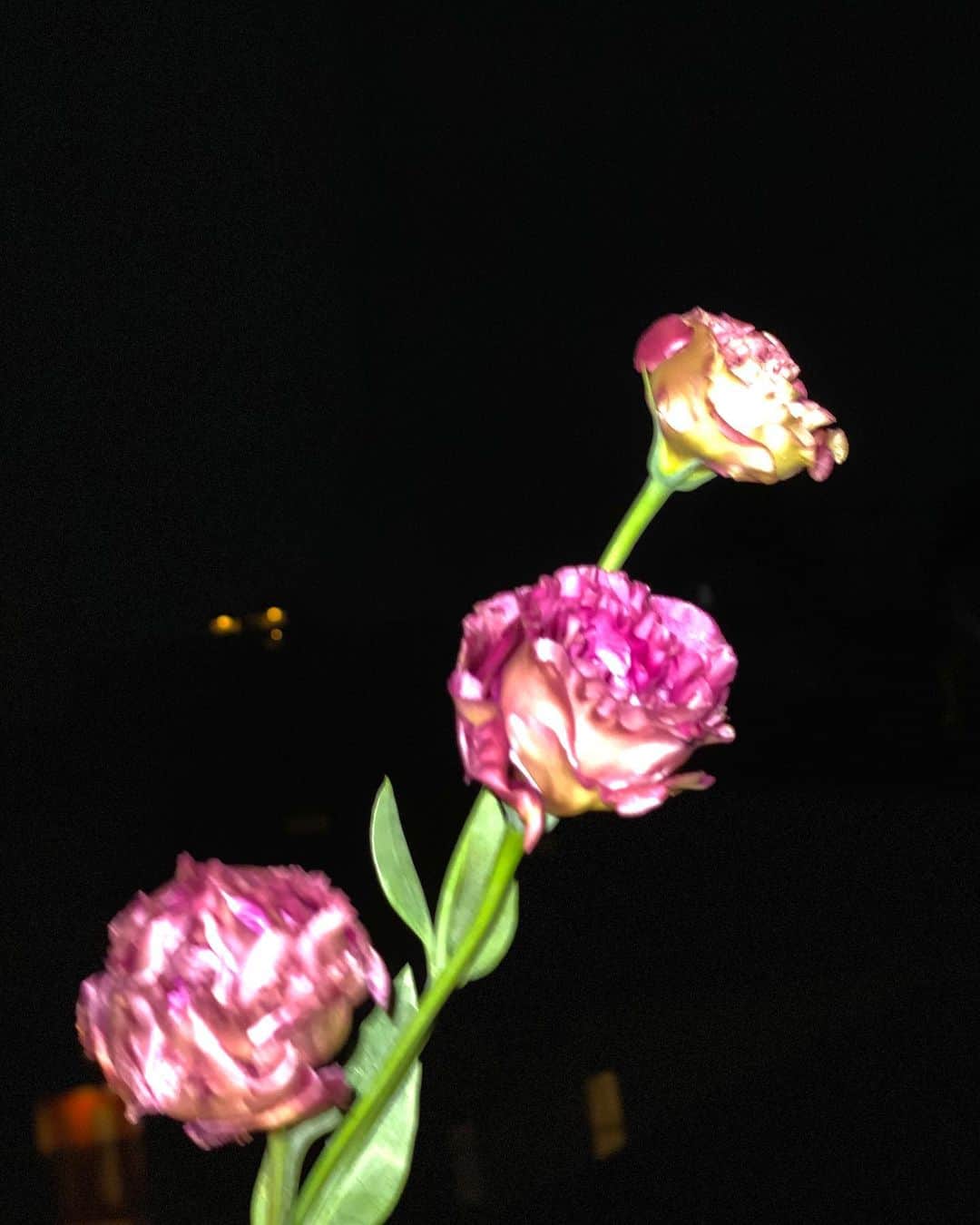 佐藤晴美さんのインスタグラム写真 - (佐藤晴美Instagram)「この前久しぶりに 恋愛物の映画を見て とても清々しい気持ちになって、 帰り道にお花屋さんで選んだ 薄ピンクのお花🌷 うちの子。 iPhoneでフラッシュしたら とても濃く見える、けど、 薄ピンクです！」11月12日 22時16分 - sato_harumi__official