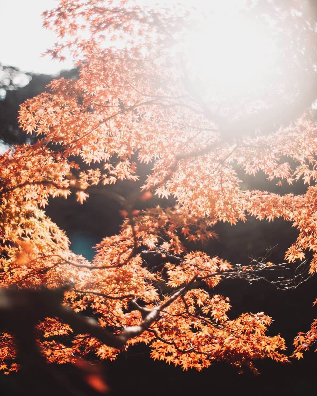 のインスタグラム：「﻿ ﻿ Autumn has come﻿ ﻿ ﻿ ﻿ 写真は神戸ですが﻿ 私は今札幌に来ています﻿ ﻿ 市内は紅葉が終わりそう🍁」