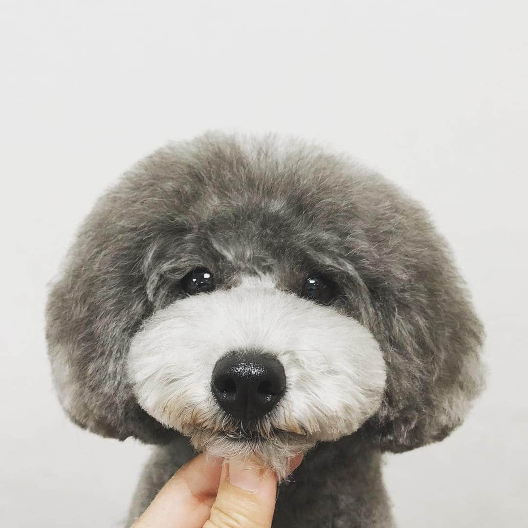 doghug (ドッグハグ) 豊洲本店さんのインスタグラム写真 - (doghug (ドッグハグ) 豊洲本店Instagram)「もこもこ☁️ #BLISS#bliss#豊洲#勝どき#仔犬#子犬#プードル#ふわもこ部#ワンコなしでは生きていけません会#犬バカ部#もふもふ#トリマー#トリミングサロン#トリミング#グルーミング#トイプードル#トイプー#ティーカッププードル #トリマー#キノコカット#シルバープードル」11月12日 22時36分 - bliss.trimming