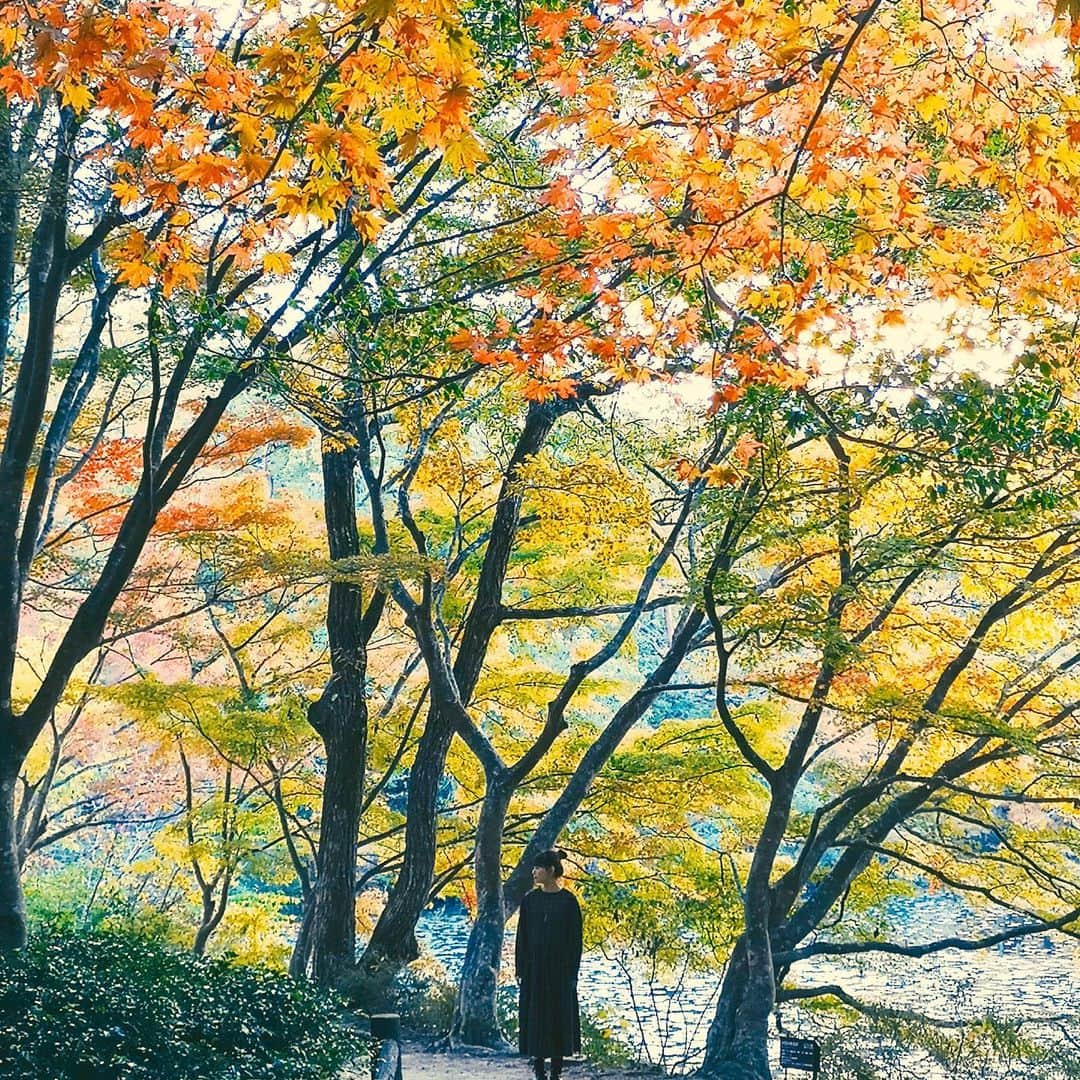 shinichi38さんのインスタグラム写真 - (shinichi38Instagram)「﻿ ﻿ Autumn colors 🍁」11月12日 23時12分 - shinichillout54