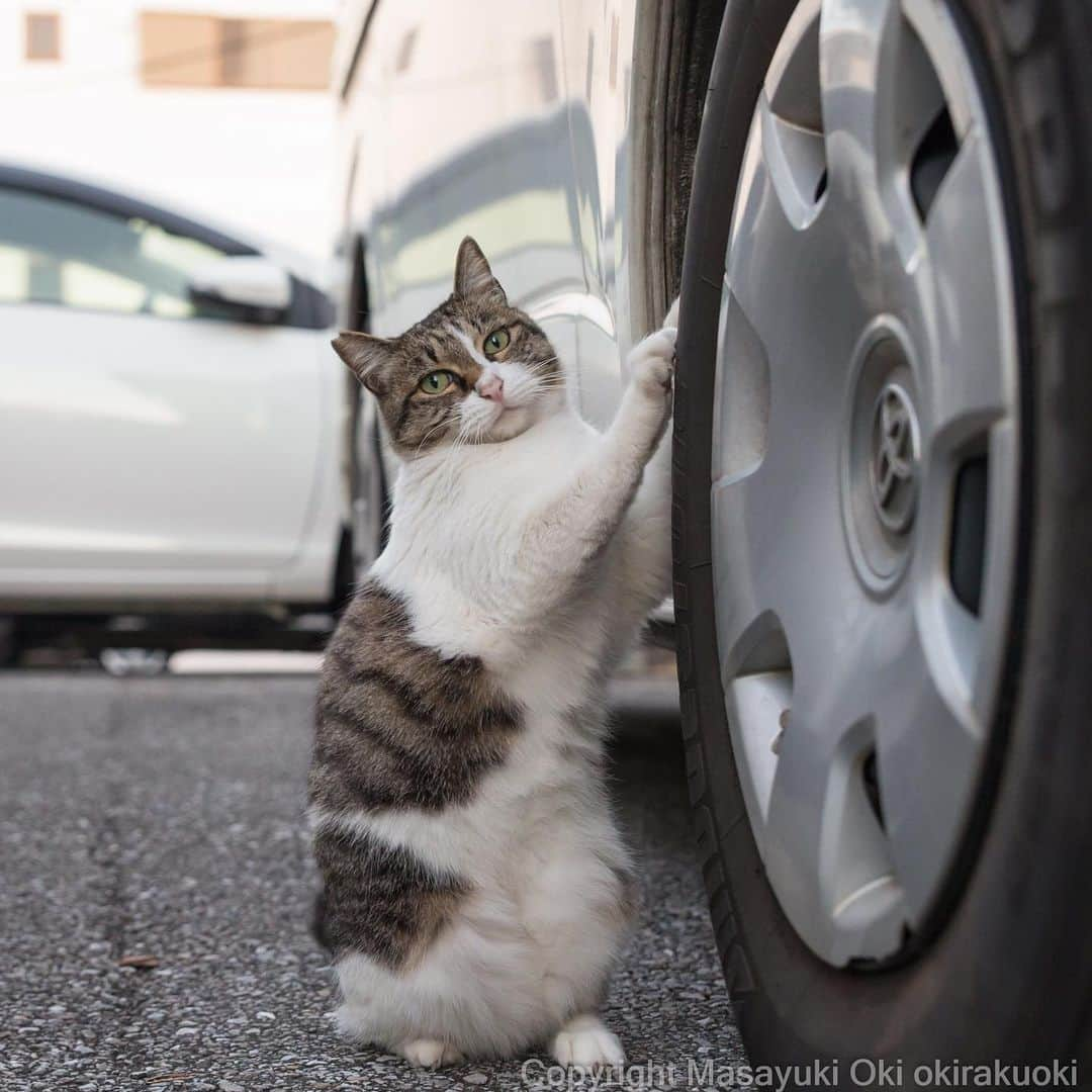 Masayukiさんのインスタグラム写真 - (MasayukiInstagram)「タイヤチェックさん。  #cat #ねこ」11月12日 23時25分 - okirakuoki