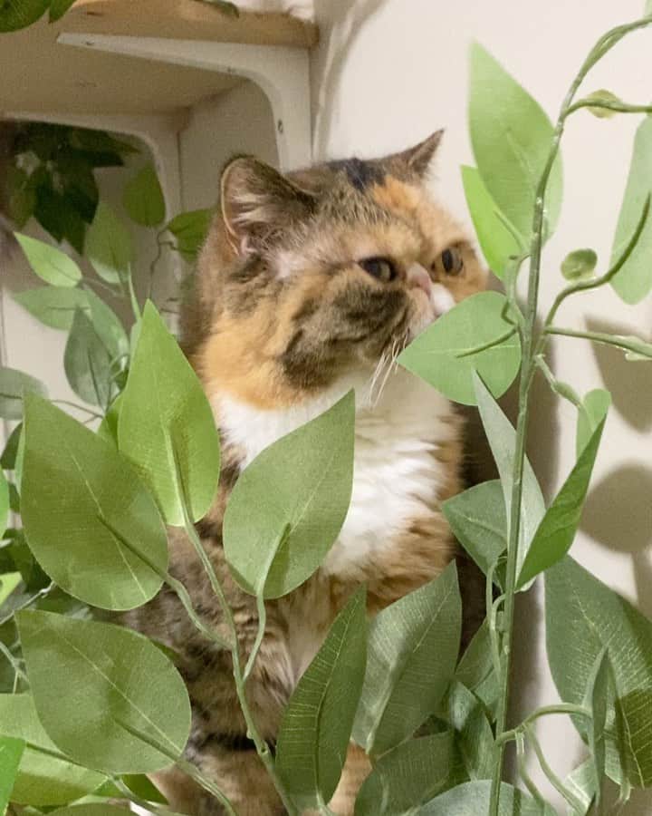 Tinaのインスタグラム：「Some scritches for the babies 😽😽」