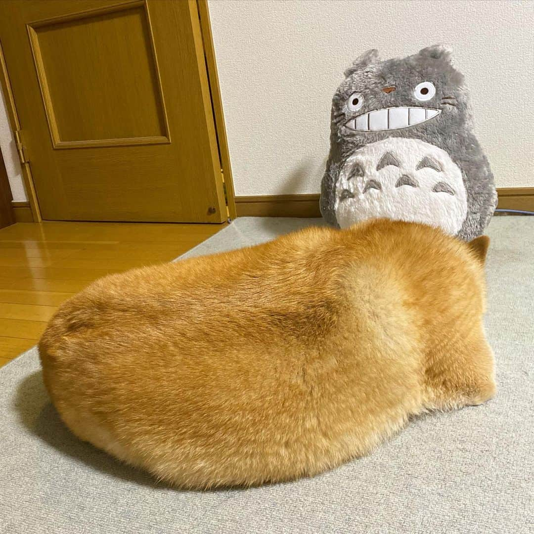 まる（まるたろう）さんのインスタグラム写真 - (まる（まるたろう）Instagram)「You cannot eat✨🐶💤✨そんな目で見ないで #食べれません #おいなりさんってさ #もっと小さいよね #もっと湿ってるし #違うと思うの #だからね #そんな目で見ないで」11月13日 0時05分 - marutaro