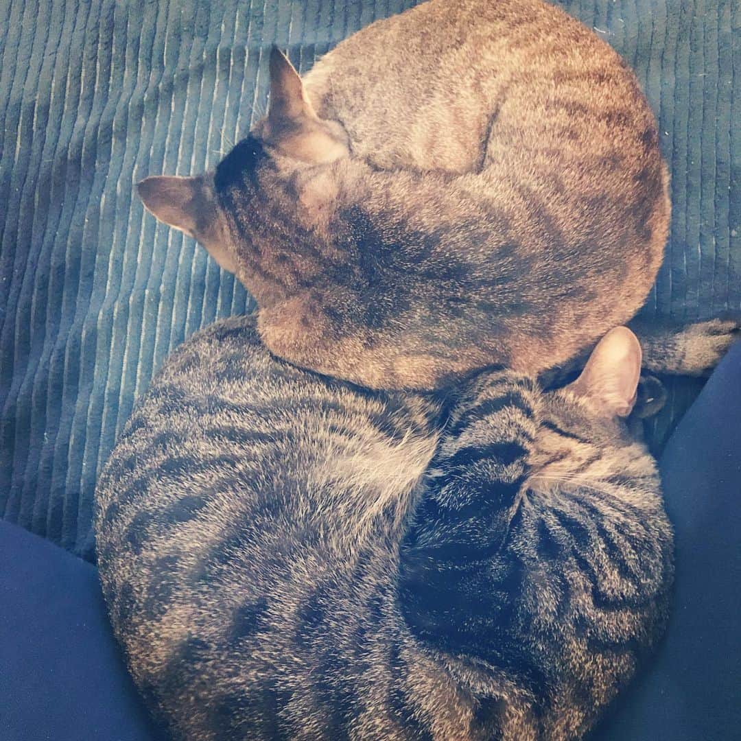 makicocomoのインスタグラム：「Sleeping Toco & Drill ・ ホットカーペットでくっついてくれるのが嬉しい季節です♡  #アンモニャイト」