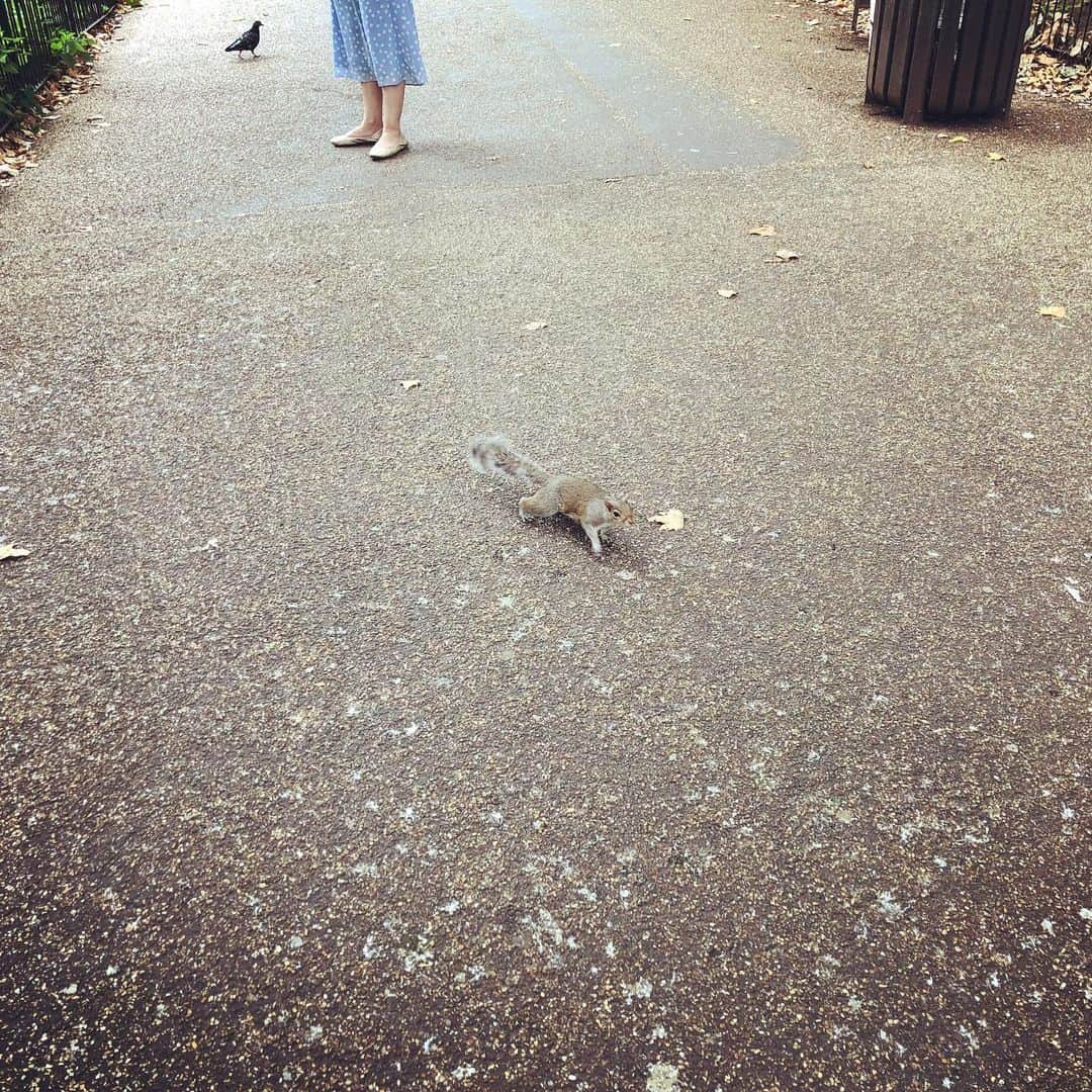 岡倫之さんのインスタグラム写真 - (岡倫之Instagram)「Squirrel is cute! リス園ではなく普通の公園。 #GOK #GreatOKharn #UK #england #london #instagood #overseaslife #britishlife #overseasscenery #britishscenery #stjamespark  #オーカーン #英国 #イギリス #イングランド #ロンドン #海外生活  #イギリス生活 #海外の風景 #イギリスの風景 #セントジェームズパーク」11月13日 1時42分 - great_o_khan