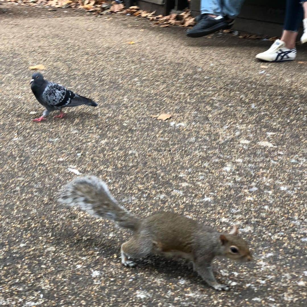 岡倫之さんのインスタグラム写真 - (岡倫之Instagram)「Squirrel is cute! リス園ではなく普通の公園。 #GOK #GreatOKharn #UK #england #london #instagood #overseaslife #britishlife #overseasscenery #britishscenery #stjamespark  #オーカーン #英国 #イギリス #イングランド #ロンドン #海外生活  #イギリス生活 #海外の風景 #イギリスの風景 #セントジェームズパーク」11月13日 1時42分 - great_o_khan