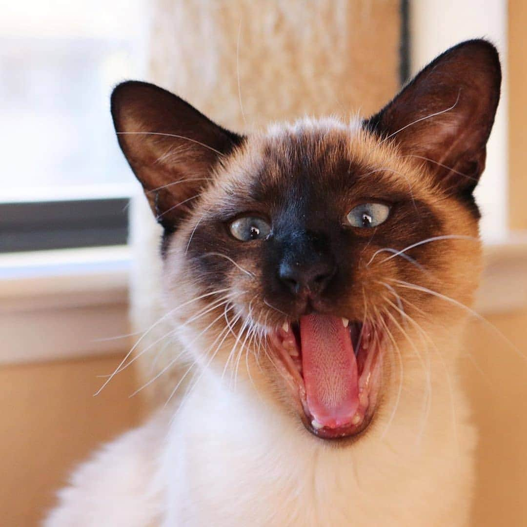 siamese_love_のインスタグラム：「from @tiffanycocoandlouis -  My name is Louis - hear me ROAR!. #cat #猫#gattisiamesi #Siamesi#Siamese #siamcAt #siamesecatlovers #siamcatlovers #siamesemix #siamesekitten #siamesekitty #siamés #siamesecatoftheday #gatto #chat#siamesecatofinstagram #siamesecats#siamesecat #instasiamese#siamesebluepoint #gattosiamese #gatos#고양이 #kat#katze#kotka#köttur  #샴고양이 #샴 #シャム猫」