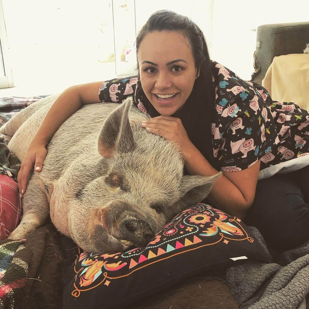 Jamonさんのインスタグラム写真 - (JamonInstagram)「Today was dentist day! Our doctor love us and takes a lot of pictures while we’re sedated. #jamonthepig #pig #pigs #pet #pets #petstagram #petsofinstagram #pigstagram #pigsofinstagram #dentistday」11月13日 5時08分 - jamonthepig