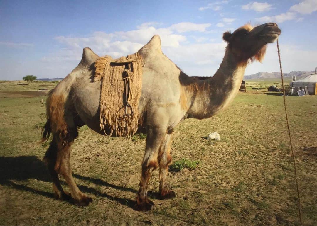 BEAMS JAPANさんのインスタグラム写真 - (BEAMS JAPANInstagram)「. 増山士郎　展覧会　『毛を刈ったフタコブラクダのために、そのラクダの毛で鞍を作る』 −Making a saddle for the Bactrian camel Isheared using its own wool!— . 増山士郎の展覧会では、モンゴルの地でラクダの毛を刈りラクダのために鞍を作り、その鞍でラクダと旅をした増山士郎の様子を見ることができます。 トークショーのご予約(03-5368-7309)もまだ受け付けておりますので、是非この機会にご来店ください。 . ◼︎アーティスト・トーク 日時 : 2019年12月1日(日) 15:00～16:00  予約定員制 ： 先着30名様 ゲスト : 服部浩之（秋田公立美術大学准教授／第58回ヴェネチア・ビエンナーレ国際美術展日本館キュレーター） . #shiromasuyama #増山士郎 #ラクダ #camel #B_GALLERY #BEAMS_ARTS #bgallery #beamsjapan #beams #日本 #東京 #新宿 #Japan#tokyo#shinjuku」11月13日 14時46分 - beams_japan