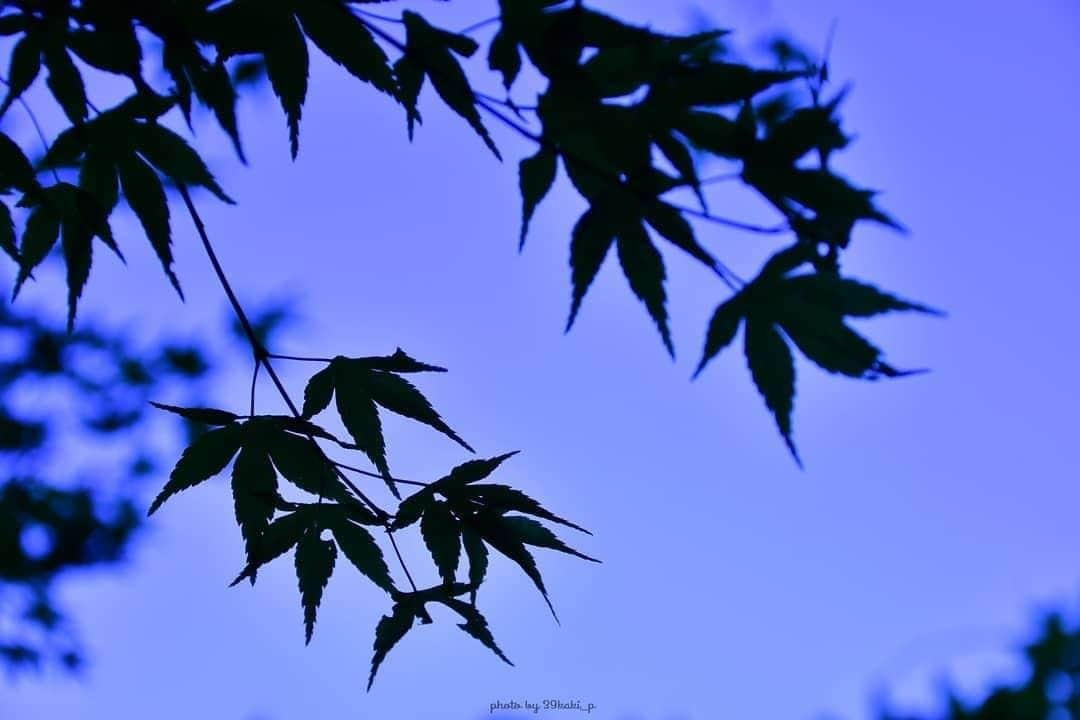 東京メトロ/Find my Tokyo.さんのインスタグラム写真 - (東京メトロ/Find my Tokyo.Instagram)「今日は@39kaki_pさんのFind my Tokyo.です。この写真は、新宿御苑にある日本庭園。新緑の紅葉がとても綺麗です。のんびりお散歩ができる都会のオアシス、この行楽シーズンにもオススメですね。@39kaki_pさん、綺麗なお写真をありがとうございます！  #ファインダー越しの私の世界 #カメラ好きな人と繋がりたい #カメラ女子 #カメラ男子 #さんぽ #findmytokyo #新宿御苑 #写真好きな人と繋がりたい #写真は心のシャッター」11月13日 15時01分 - challenge_find_my_tokyo