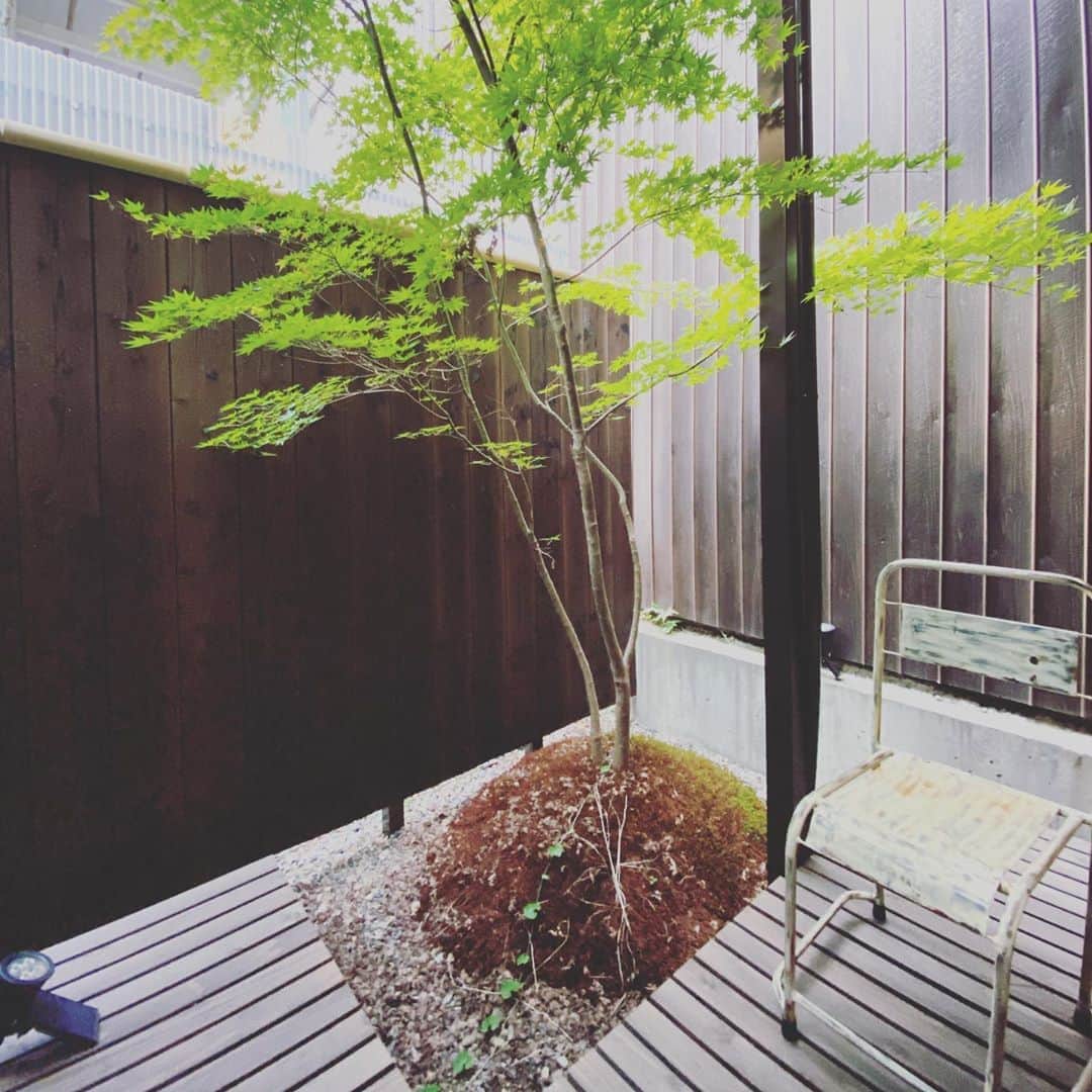 鴨志田由貴のインスタグラム：「うちの坪庭にある紅葉もまだ、紅くならないな。来週ぐらいかな？」