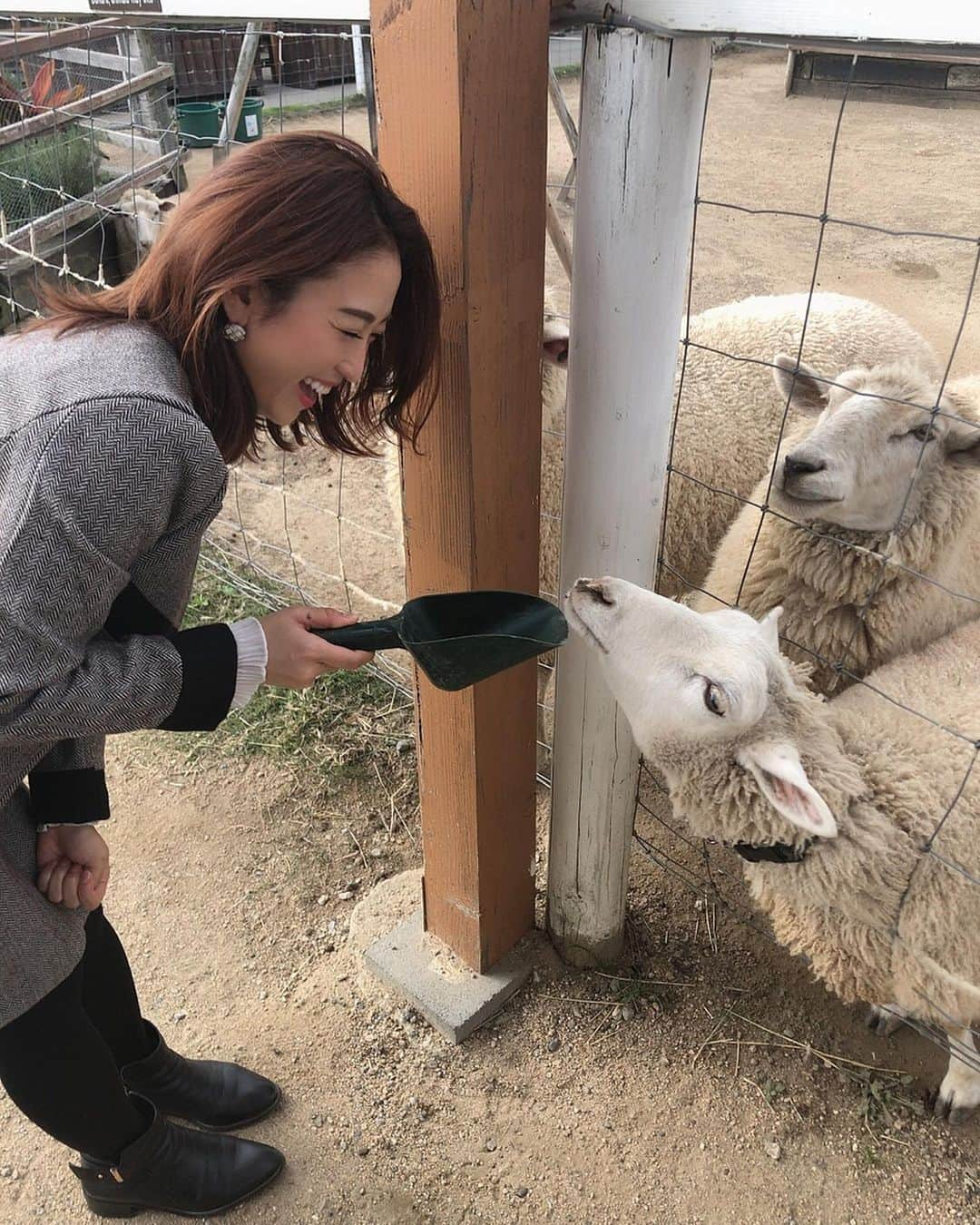 柚月めいさんのインスタグラム写真 - (柚月めいInstagram)「. めいがメーメーに餌やり🐑 あとアルパカ。あとカンガルーとうさぎとラクダにもあげた。 🐫🐇🦙 . . . #animal#動物#好き#luv#餌やり#zoo#撮影#オフショット#羊#pic#follw#instagood #柚月めい」11月13日 15時57分 - meimei.yuzu