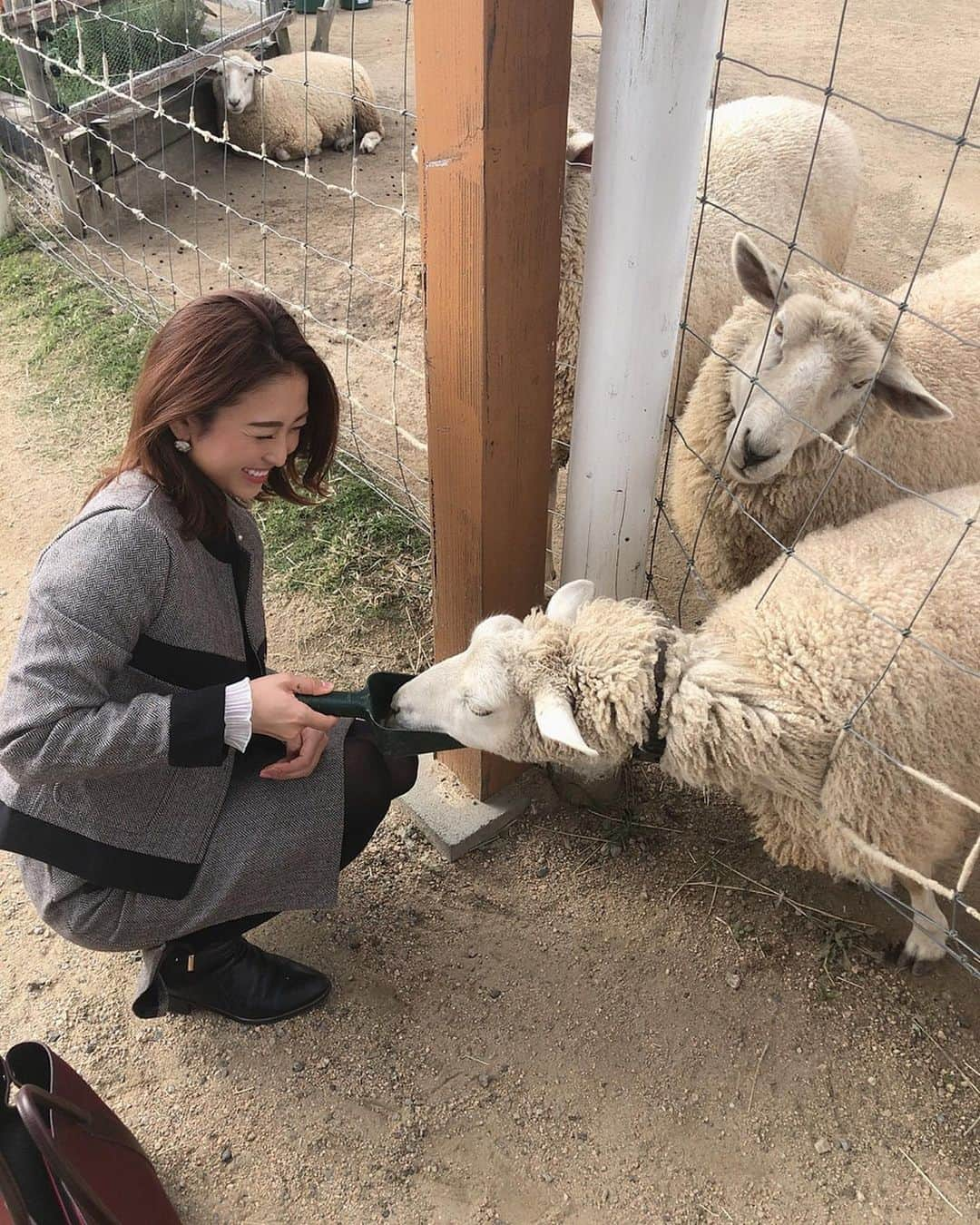 柚月めいさんのインスタグラム写真 - (柚月めいInstagram)「. めいがメーメーに餌やり🐑 あとアルパカ。あとカンガルーとうさぎとラクダにもあげた。 🐫🐇🦙 . . . #animal#動物#好き#luv#餌やり#zoo#撮影#オフショット#羊#pic#follw#instagood #柚月めい」11月13日 15時57分 - meimei.yuzu