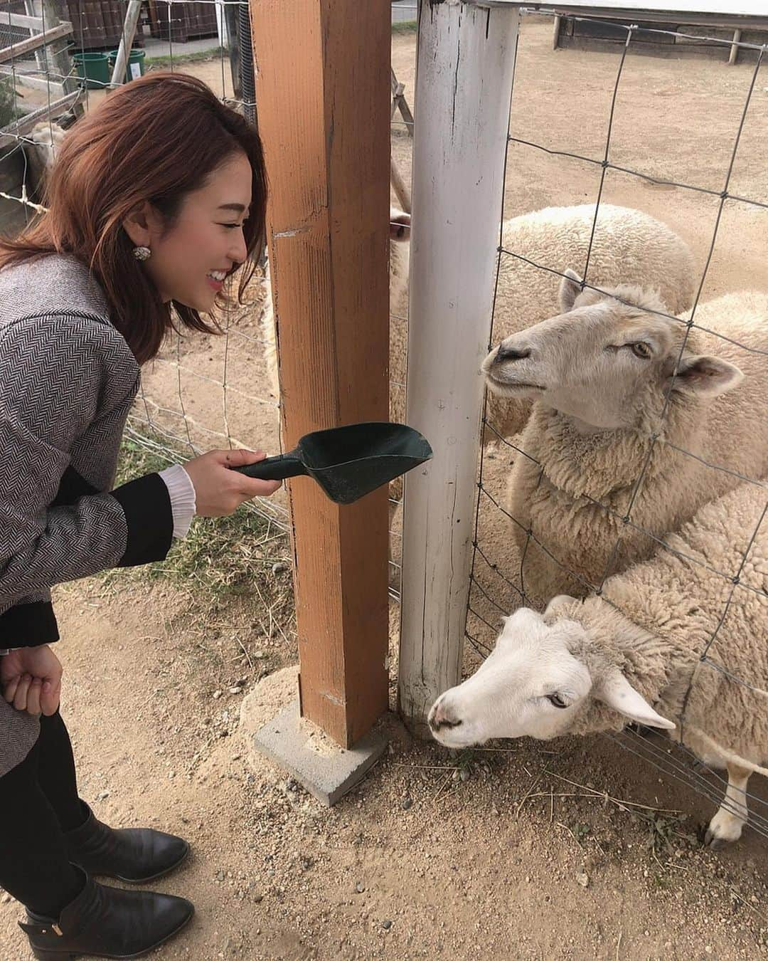 柚月めいさんのインスタグラム写真 - (柚月めいInstagram)「. めいがメーメーに餌やり🐑 あとアルパカ。あとカンガルーとうさぎとラクダにもあげた。 🐫🐇🦙 . . . #animal#動物#好き#luv#餌やり#zoo#撮影#オフショット#羊#pic#follw#instagood #柚月めい」11月13日 15時57分 - meimei.yuzu