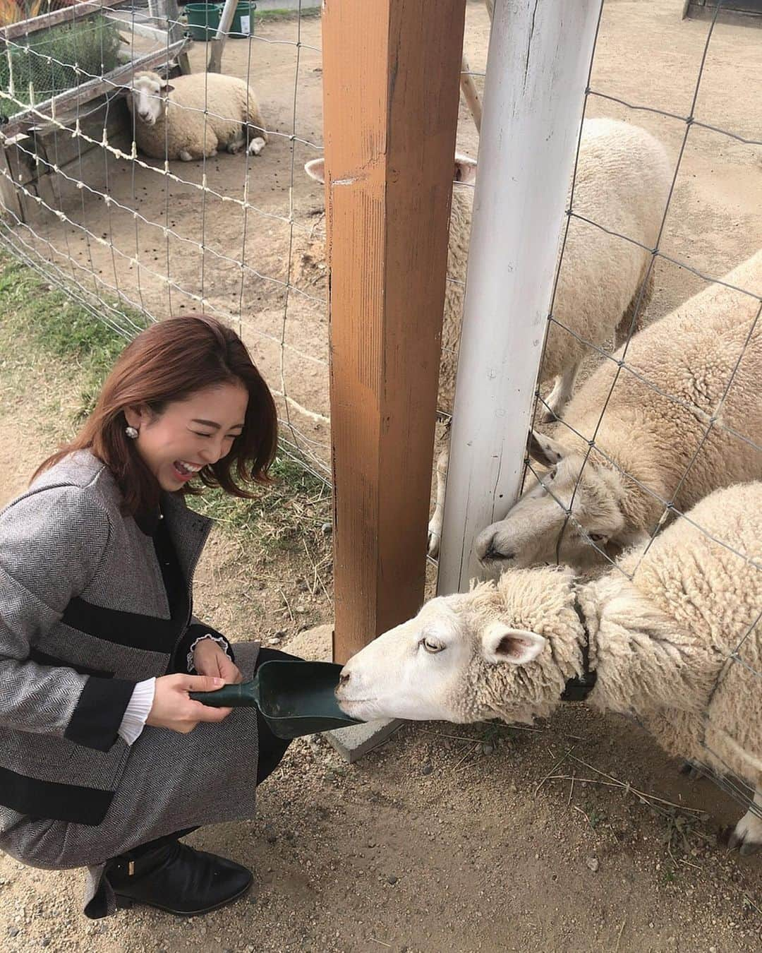 柚月めいさんのインスタグラム写真 - (柚月めいInstagram)「. めいがメーメーに餌やり🐑 あとアルパカ。あとカンガルーとうさぎとラクダにもあげた。 🐫🐇🦙 . . . #animal#動物#好き#luv#餌やり#zoo#撮影#オフショット#羊#pic#follw#instagood #柚月めい」11月13日 15時57分 - meimei.yuzu