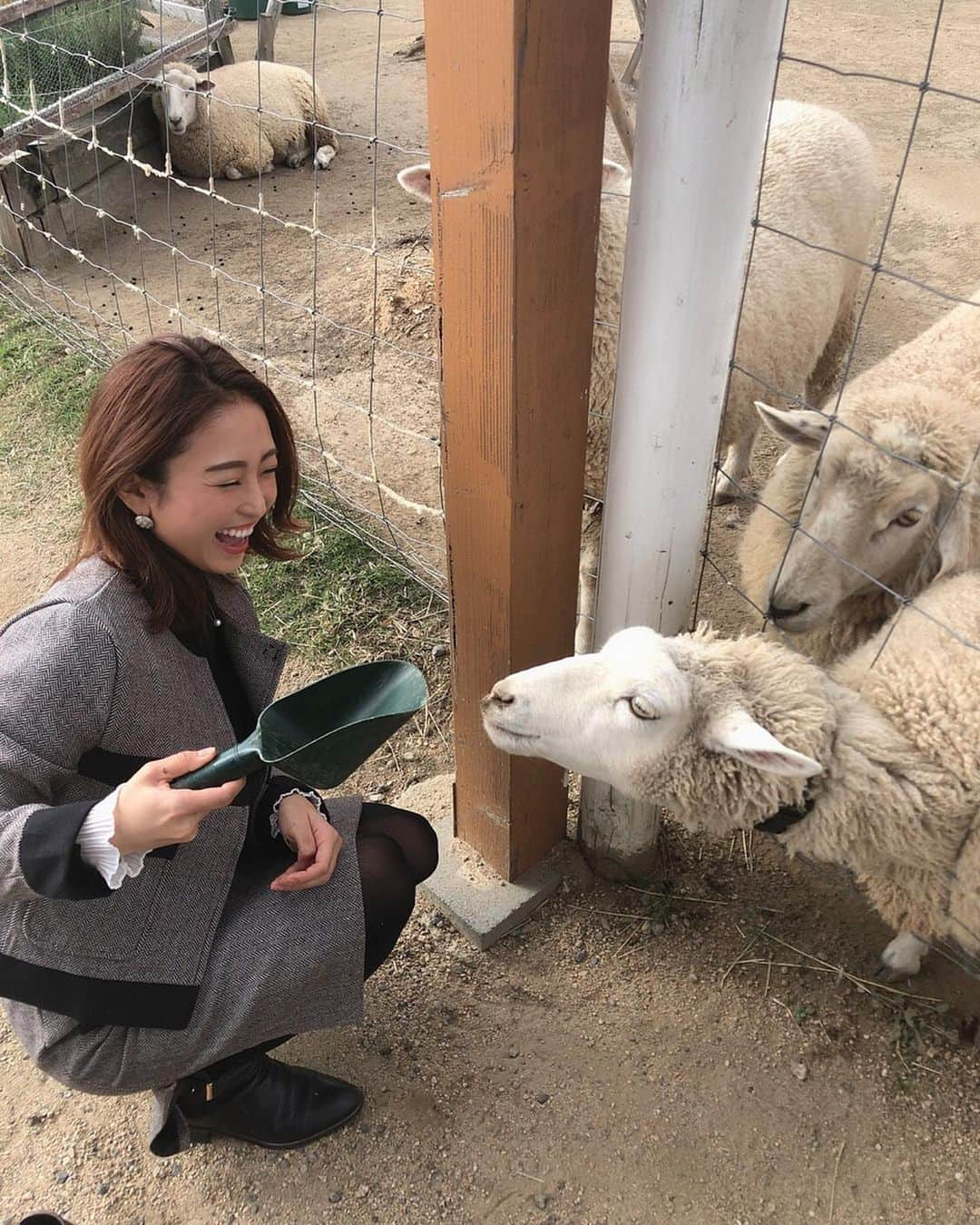 柚月めいさんのインスタグラム写真 - (柚月めいInstagram)「. めいがメーメーに餌やり🐑 あとアルパカ。あとカンガルーとうさぎとラクダにもあげた。 🐫🐇🦙 . . . #animal#動物#好き#luv#餌やり#zoo#撮影#オフショット#羊#pic#follw#instagood #柚月めい」11月13日 15時57分 - meimei.yuzu