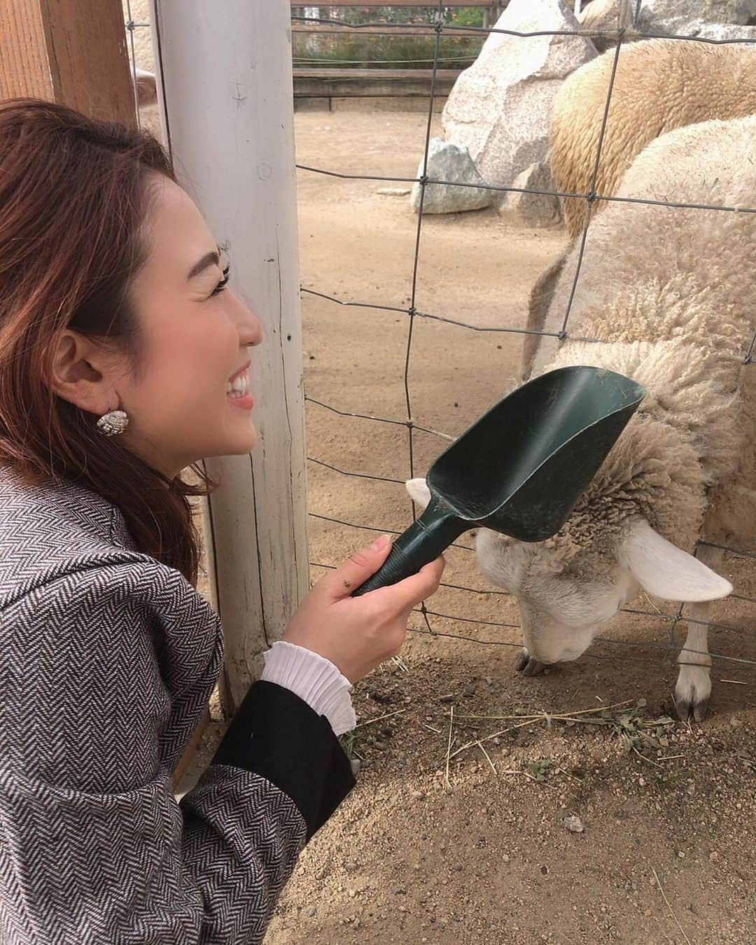 柚月めいさんのインスタグラム写真 - (柚月めいInstagram)「. めいがメーメーに餌やり🐑 あとアルパカ。あとカンガルーとうさぎとラクダにもあげた。 🐫🐇🦙 . . . #animal#動物#好き#luv#餌やり#zoo#撮影#オフショット#羊#pic#follw#instagood #柚月めい」11月13日 15時57分 - meimei.yuzu