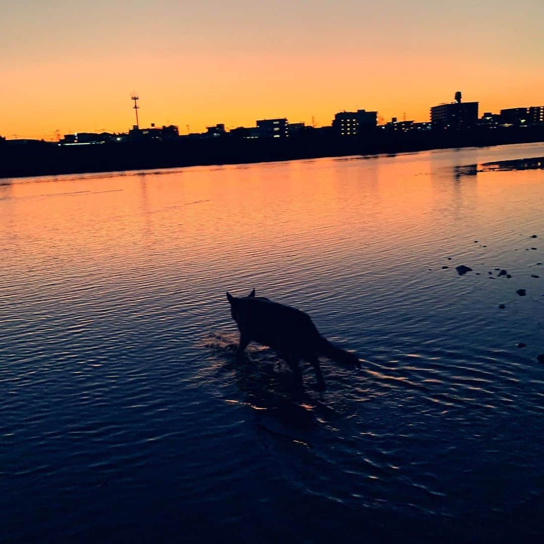 のインスタグラム：「Sunset/夕焼け . . . . . . . . . #caiya #sunset #夕焼け #love #happiness #endings #beginning #belief #live #livelife  #enjoy #grateful #beauty #cherish #joy #malibu #mydog #germanshepherd #bestfriend」