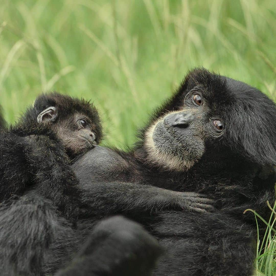 San Diego Zooさんのインスタグラム写真 - (San Diego ZooInstagram)「Our tiny survivor has officially completed her first trip around the sun. Ellie and Unkie's surprise baby arrived premature and smaller than most. But thanks to great parenting and our dedicated animal care staff, she's grown into a strong and healthy youngster. Help us wish Sela a happy birthday! 🥳 #birthdaygirl #siamang #sandiegozoo」11月13日 8時02分 - sandiegozoo