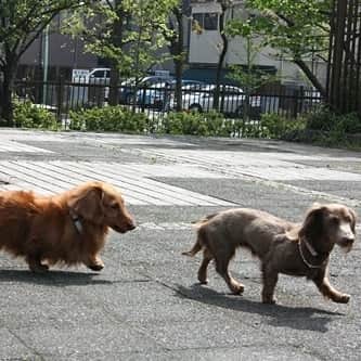 くるみんのインスタグラム：「＊ こむぎが小さい頃から遊んでくれていたお友達が一昨日亡くなりました。  昨日2ワンの散歩途中、他の犬友ママさんにばったり会って、「今から会いに行く」とおっしゃるので、私と2ワンも一緒に会いに行ってきました。  冷たくなってしまった体を撫で、遊んでくれてありがとうって伝えてきました。 くうちゃん、頑張ったね。 ありがとう  #ミニチュアダックスフンド #ミニチュアダックスフント #ミニチュアダックス #イザベラタン #イザベラ #ダックス多頭飼い #ダックスフント #ダックスフンド #ダックス #お友達 #ありがとう #わんこなしでは生きていけません会 #いぬばか部 #いぬすたぐらむ #短足部 #dachshundgram #dachshund #dachshund_feature #dachs #dogstagram #dog #all_dog_japan #east_dog_japan #instagramdog #instadachs #instadog #inustagram #kyounodachs #todayswanko #7pets_1day」
