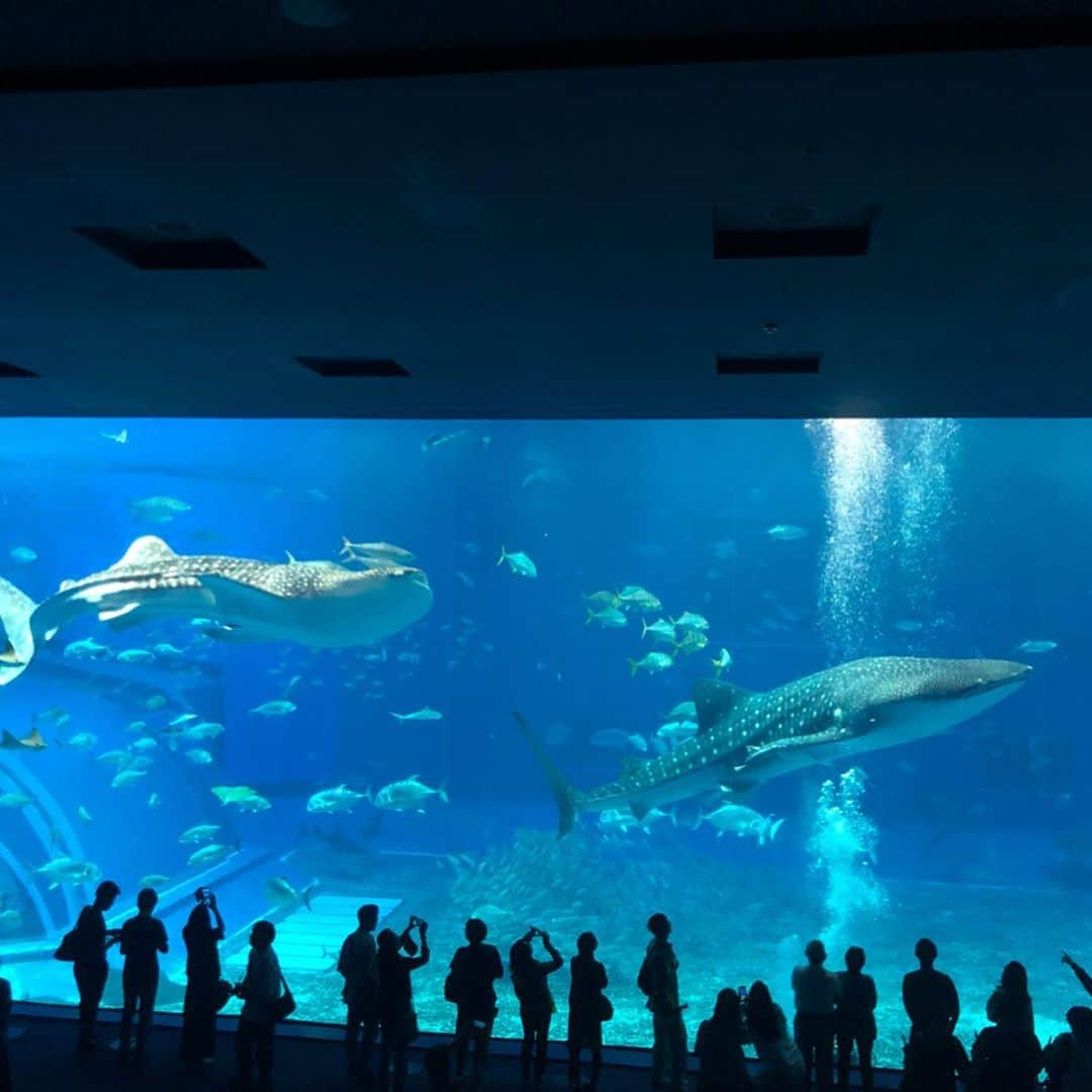 堀えりかさんのインスタグラム写真 - (堀えりかInstagram)「何年振りに美ら海水族館行った☺️❤️ イルカ可愛かった〜🐬💓 . .  #沖縄 #観光 #美ら海水族館」11月13日 9時27分 - xerikax143