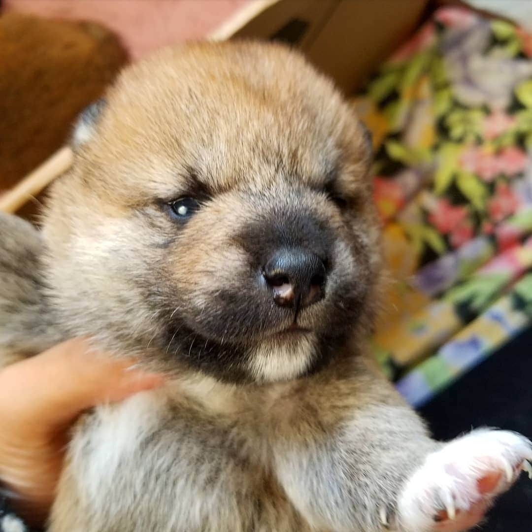 柴犬たま Shibainu Tamaのインスタグラム