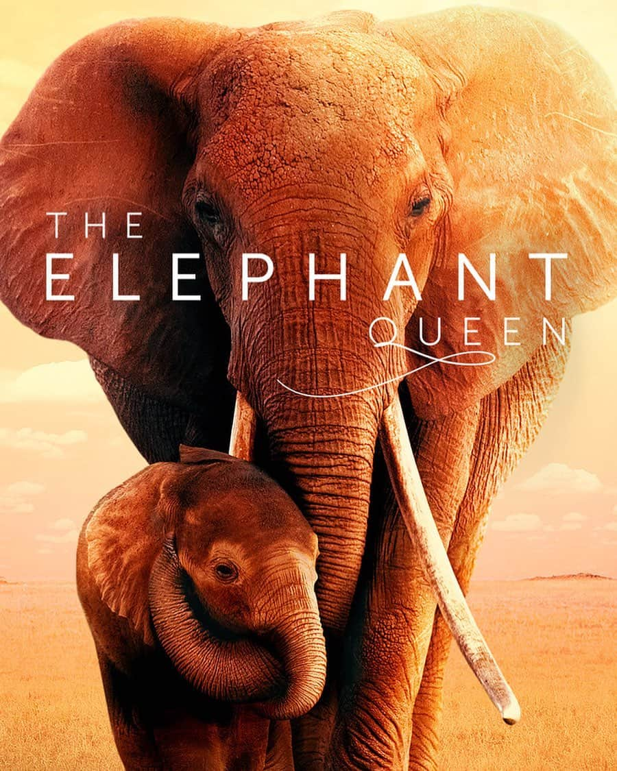 ドウツェン・クロースさんのインスタグラム写真 - (ドウツェン・クロースInstagram)「The incredible film The Elephant Queen is now on Apple TV+  For all views in 2019 Apple will make a donation to support elephant conservation in Tsavo, Kenya where the film was made. Enjoy the movie and help make a real difference for elephants. ❤️🐘❤️ #GatherTheHerd, #TheElephantQueen」11月13日 11時25分 - doutzen