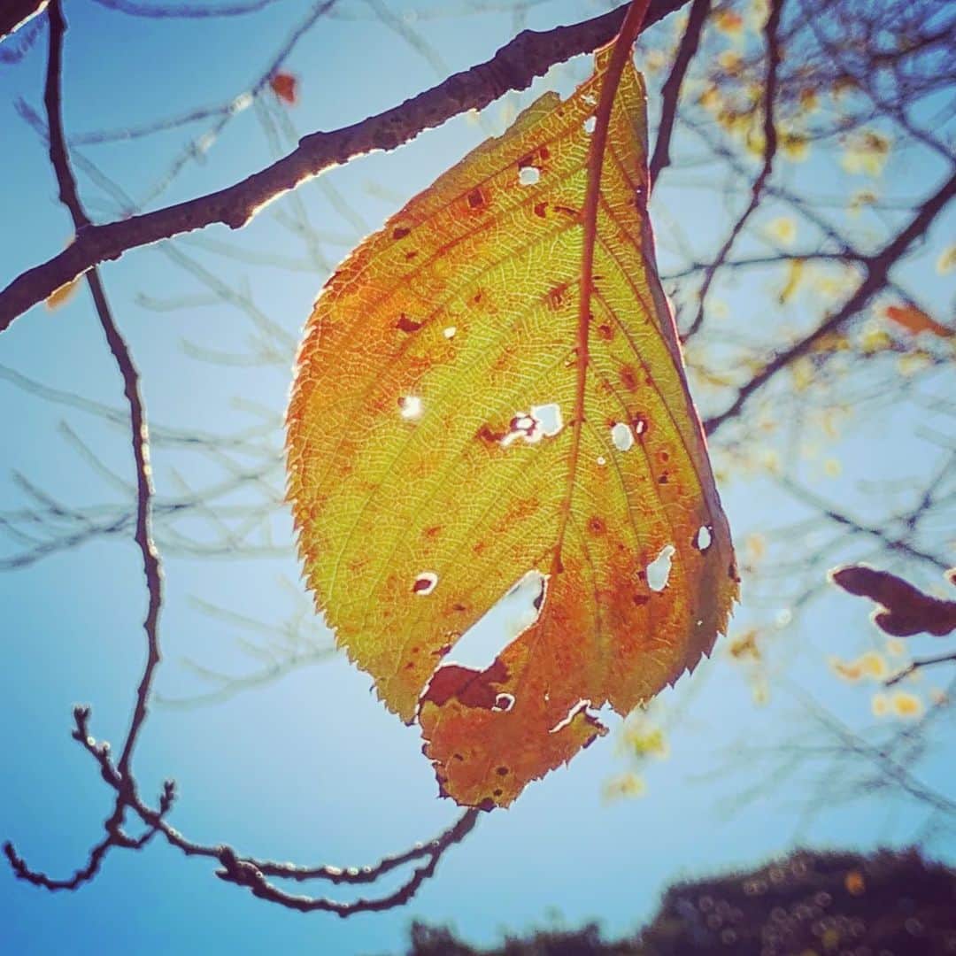 Chageさんのインスタグラム写真 - (ChageInstagram)「「Autumn Leaves 」  #chagekimi  #autumnleaves  #クリ部  #chappy」11月13日 11時46分 - chageshu06
